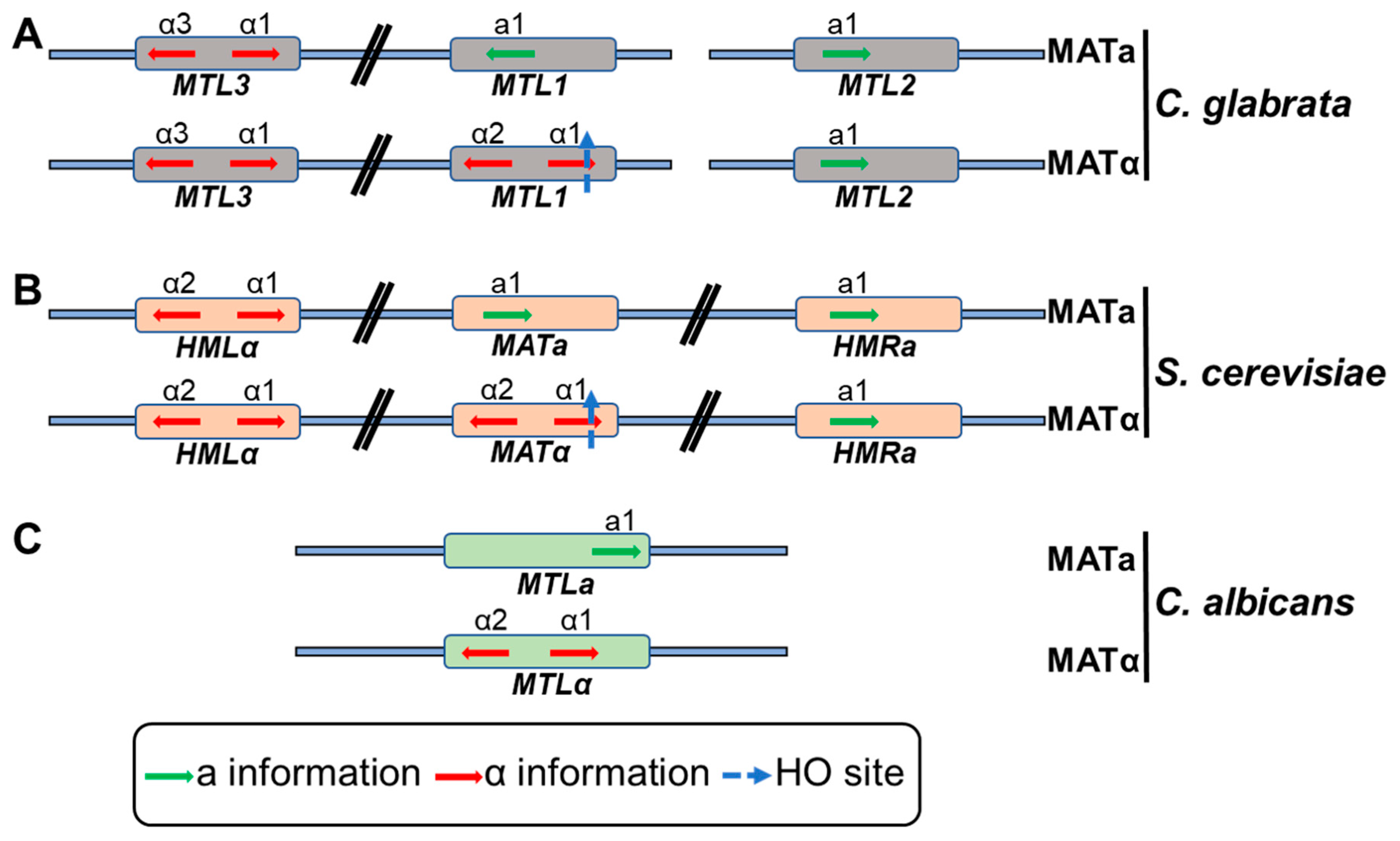 Microorganisms 07 00039 g002
