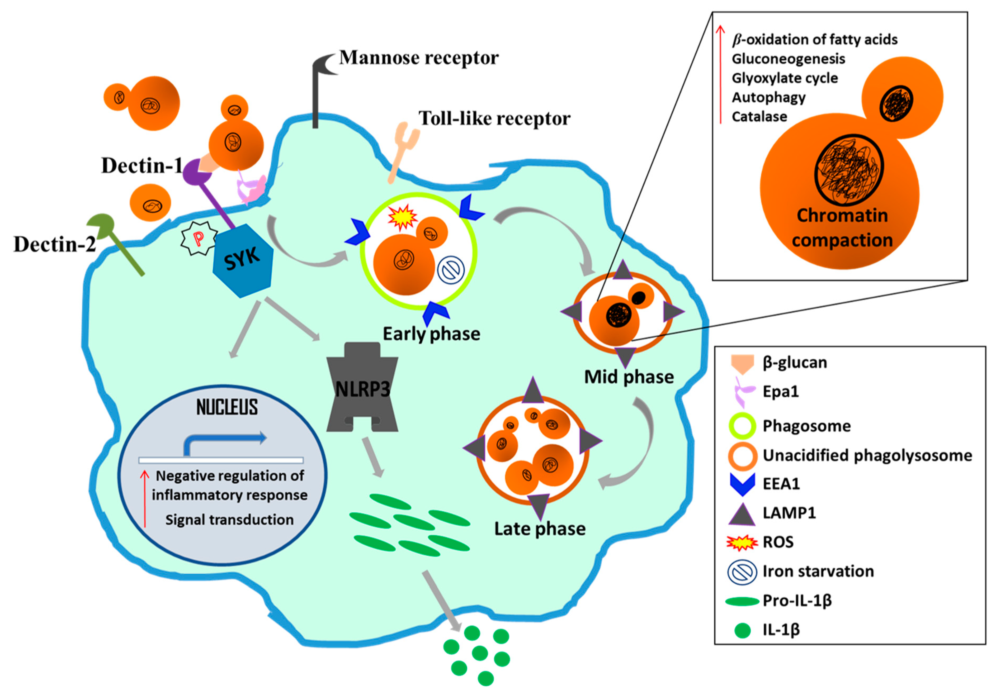 Microorganisms 07 00039 g004