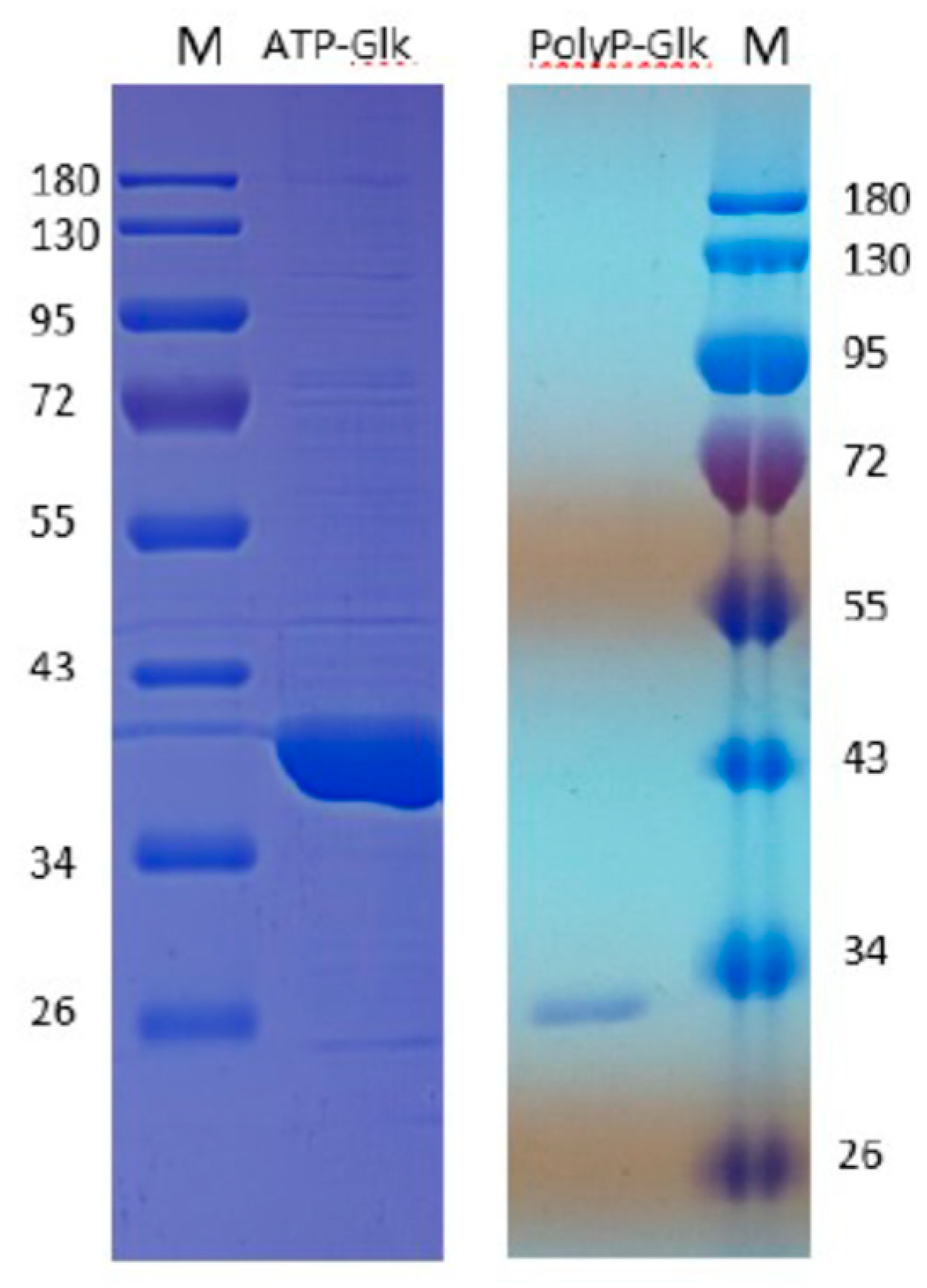 Microorganisms 07 00052 g001