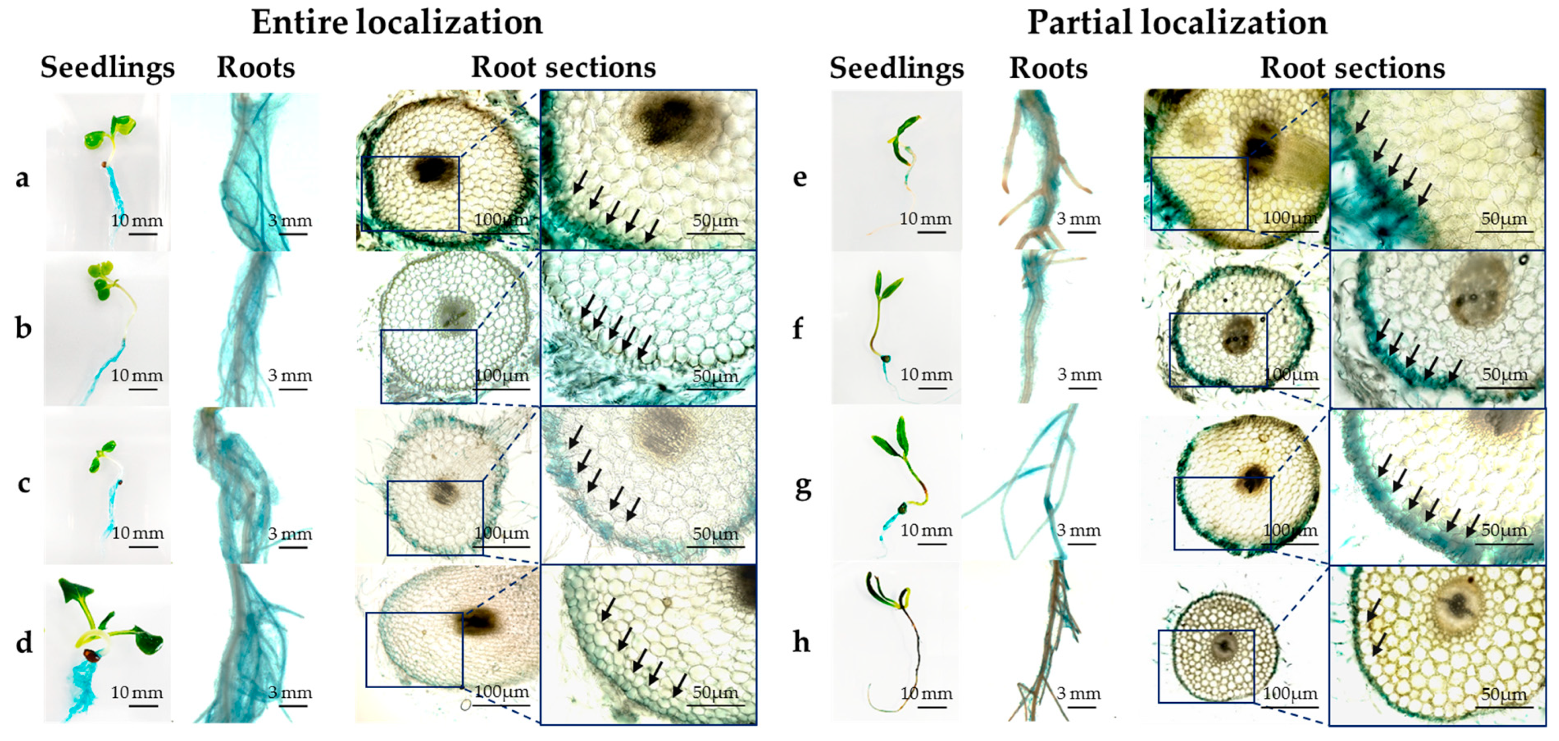 Microorganisms 07 00082 g004