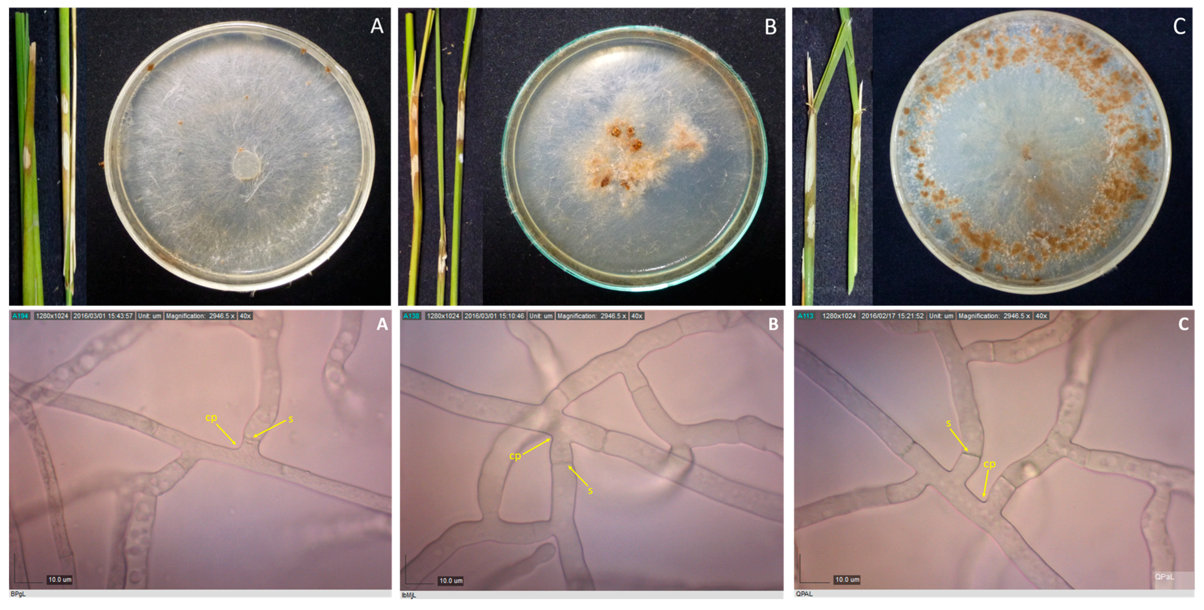Microorganisms 07 00088 g001