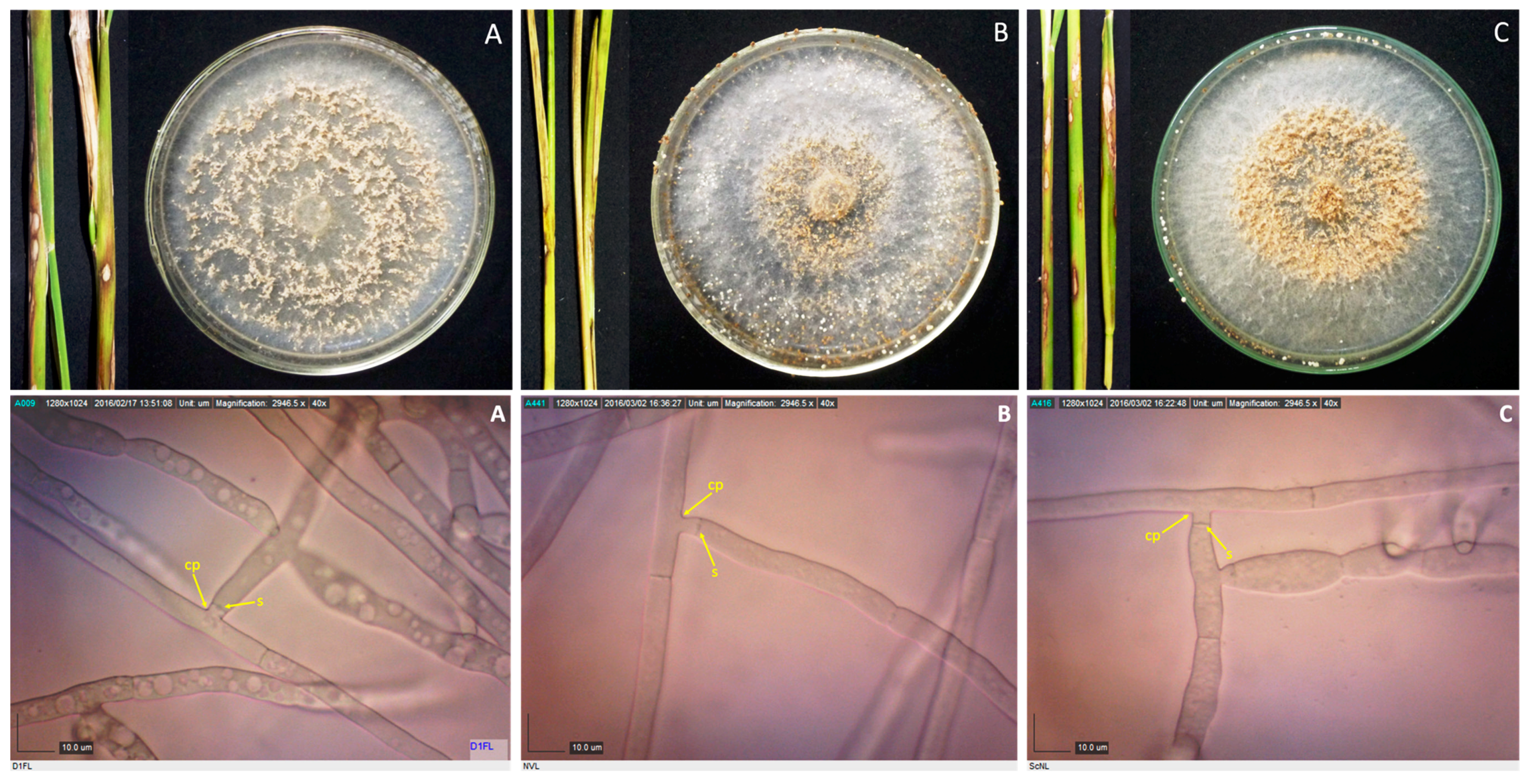 Microorganisms 07 00088 g002