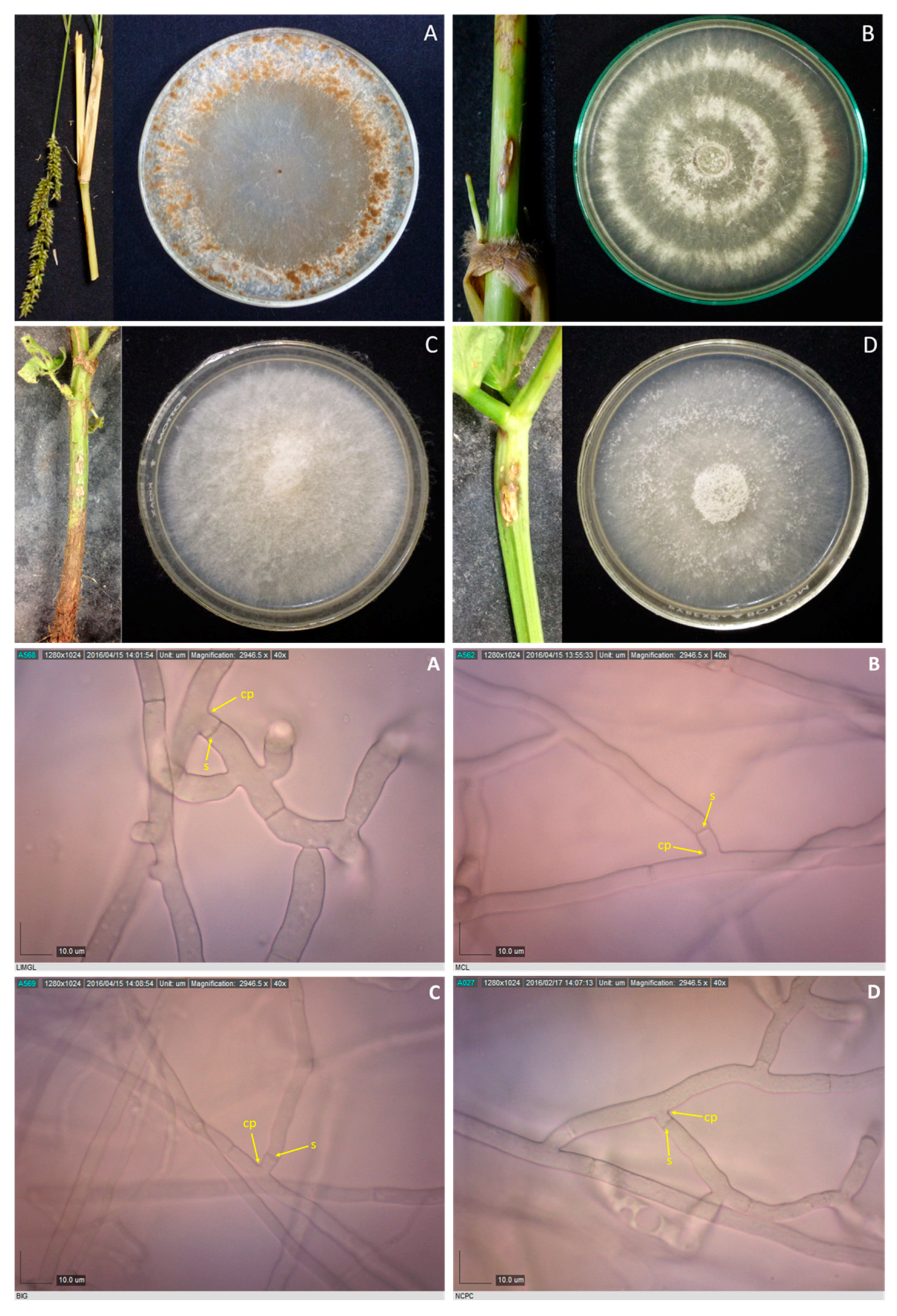 Microorganisms 07 00088 g004