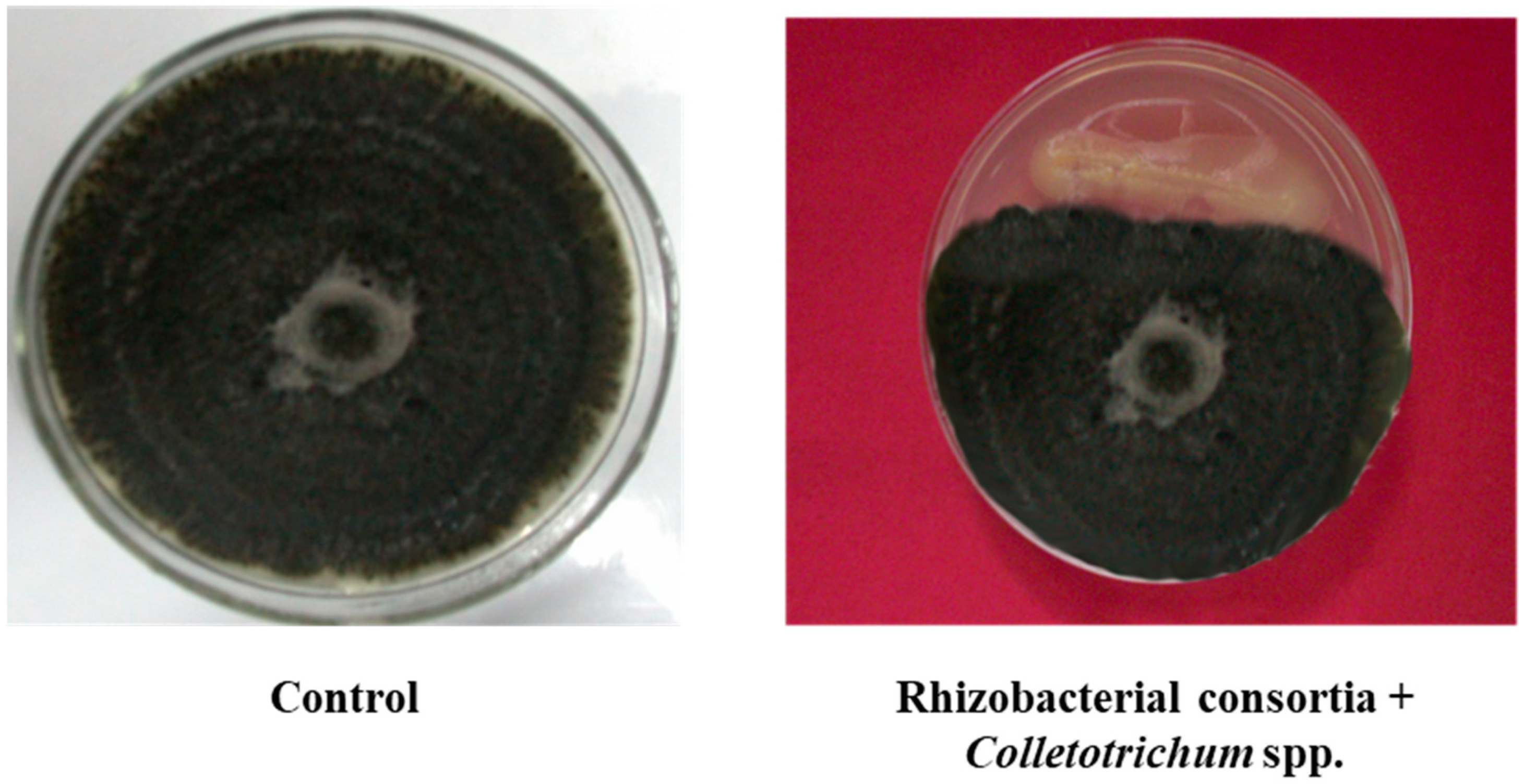 Microorganisms 07 00089 g001b