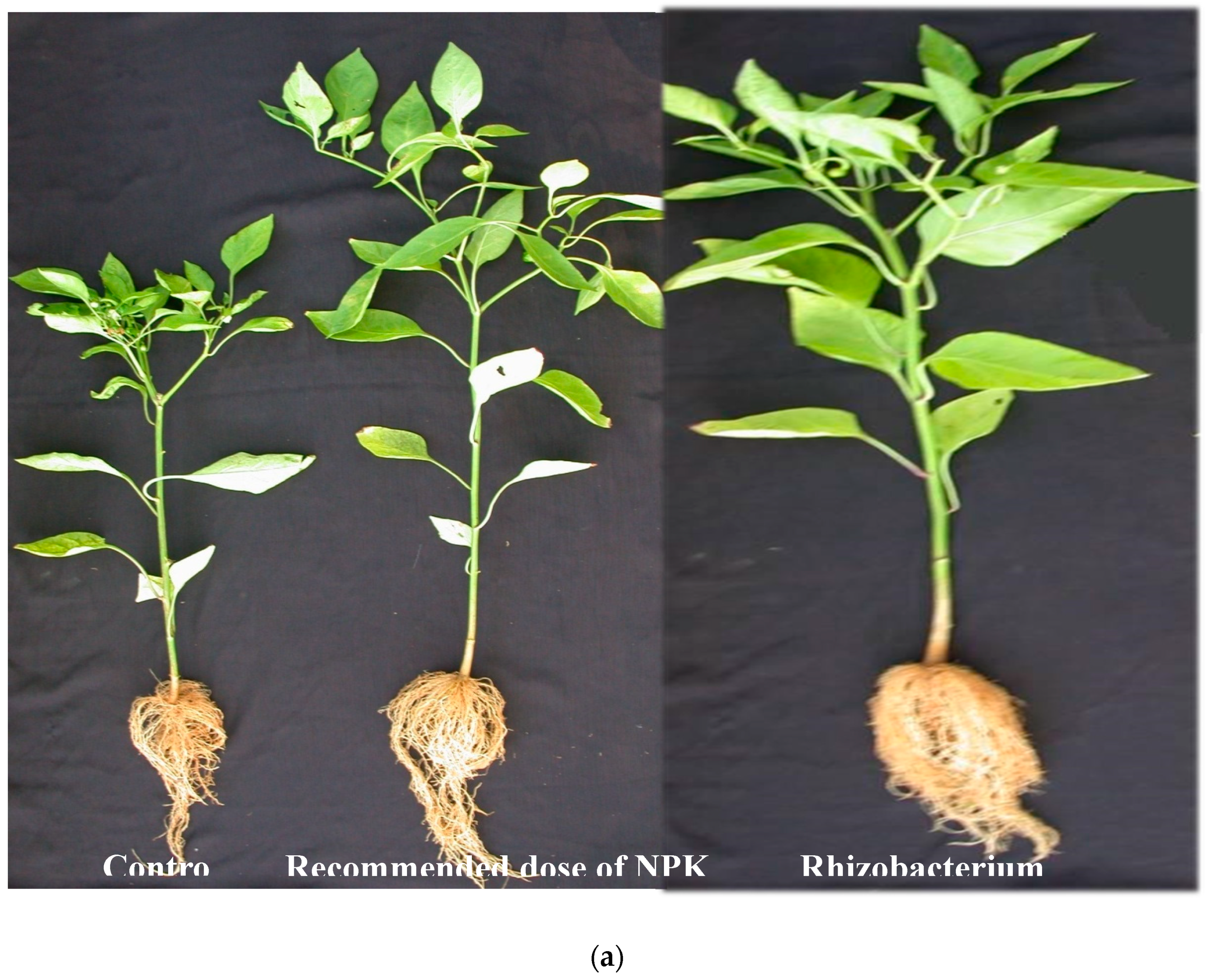 Microorganisms 07 00089 g005a
