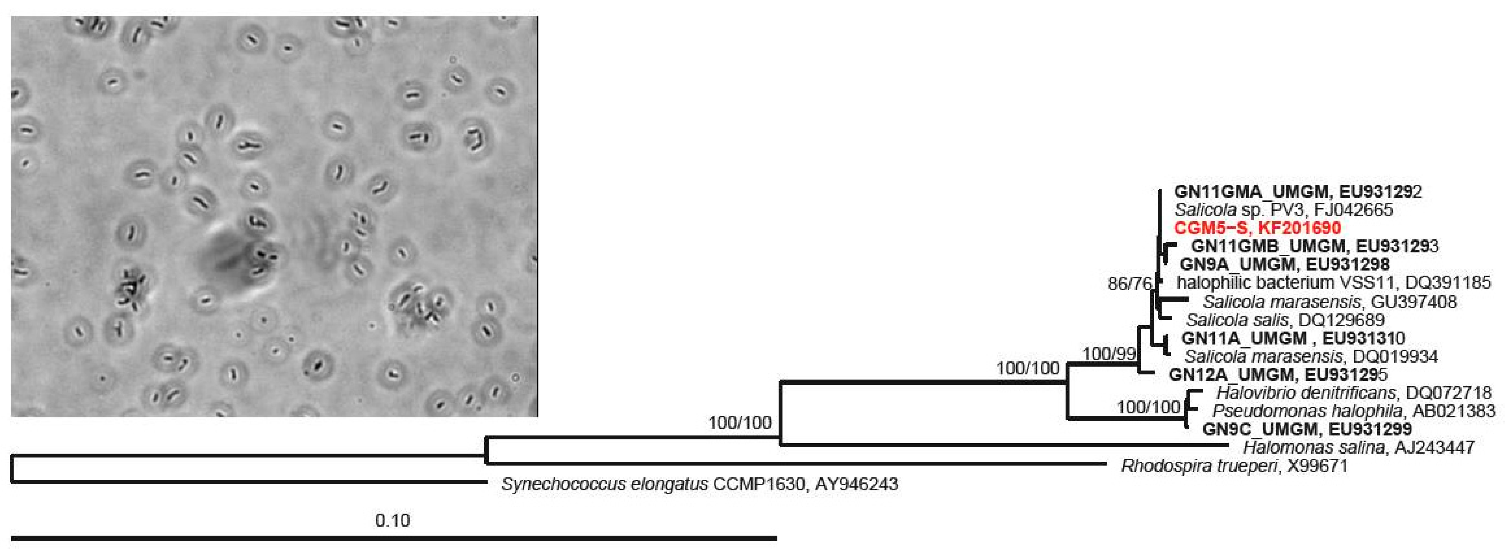Microorganisms 07 00106 g001