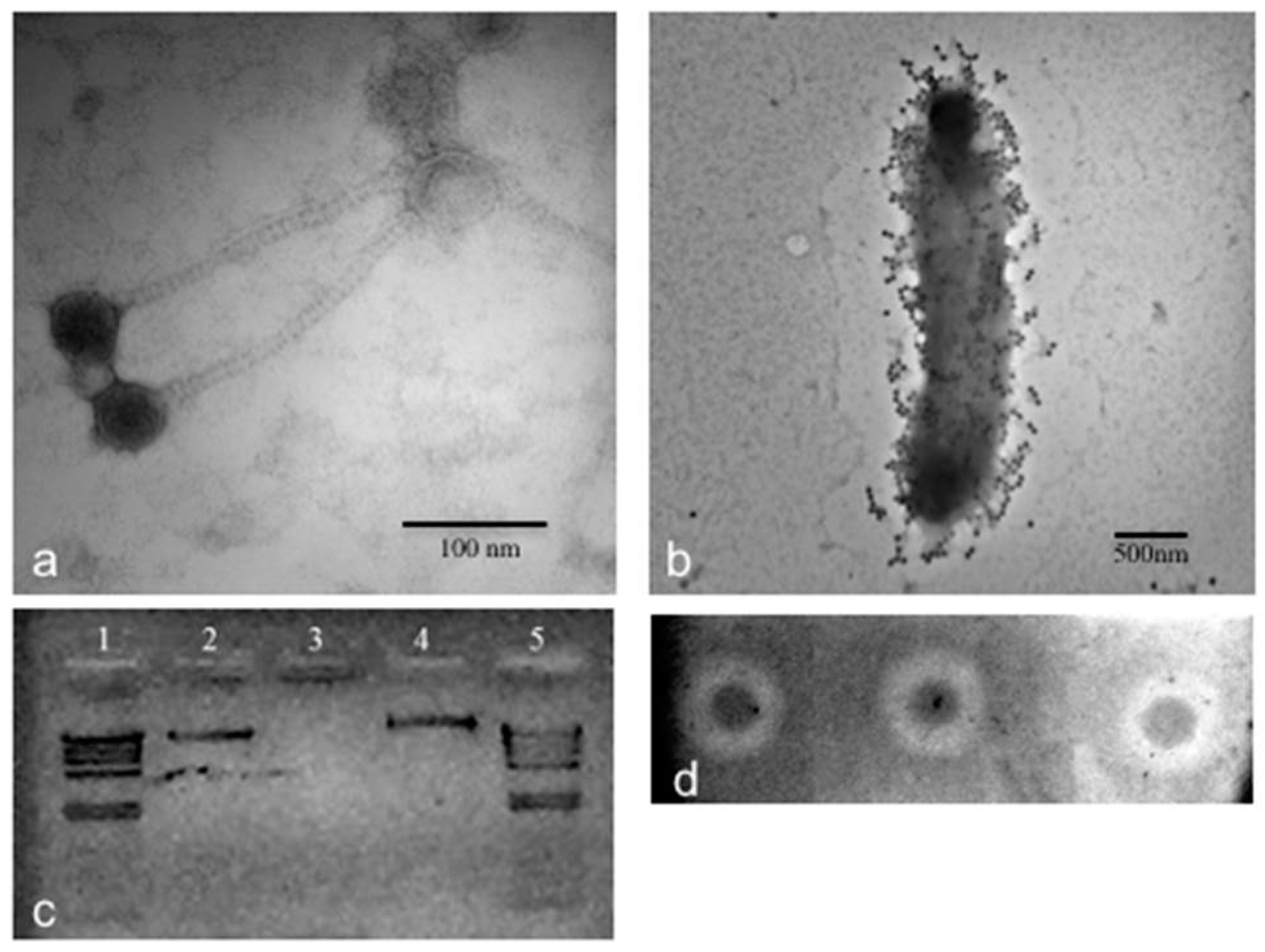 Microorganisms 07 00106 g002