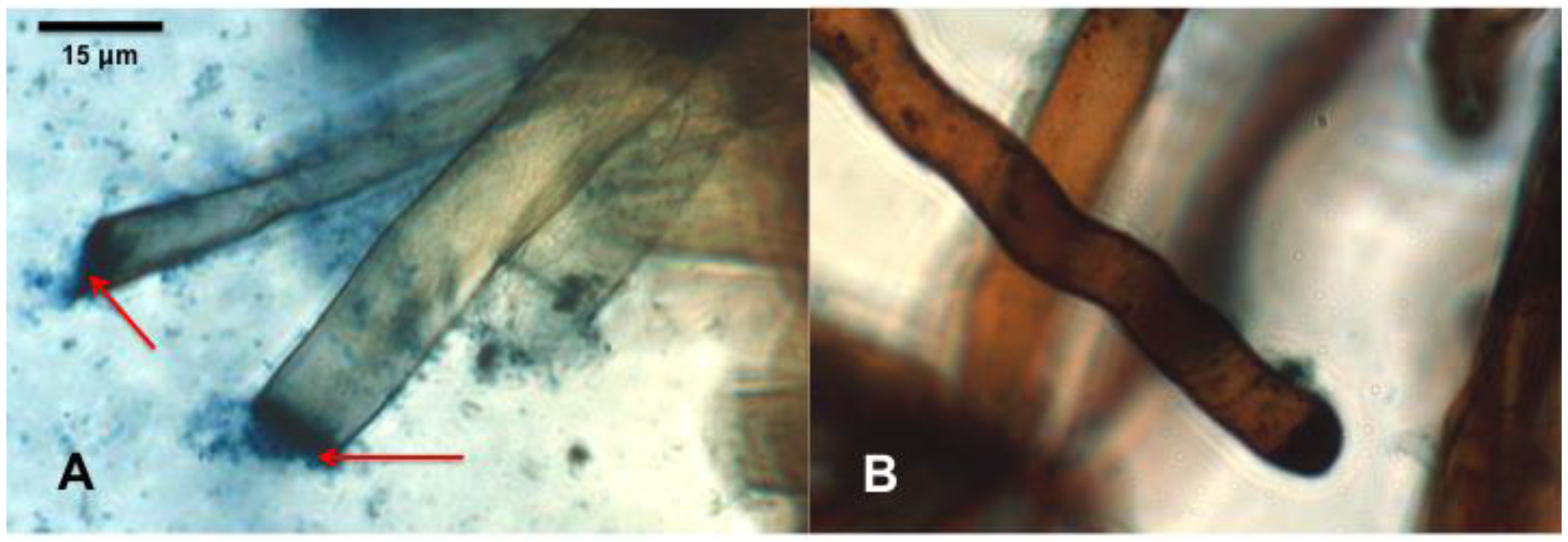 Microorganisms 07 00143 g001 Microorganisms 07 00143 g001