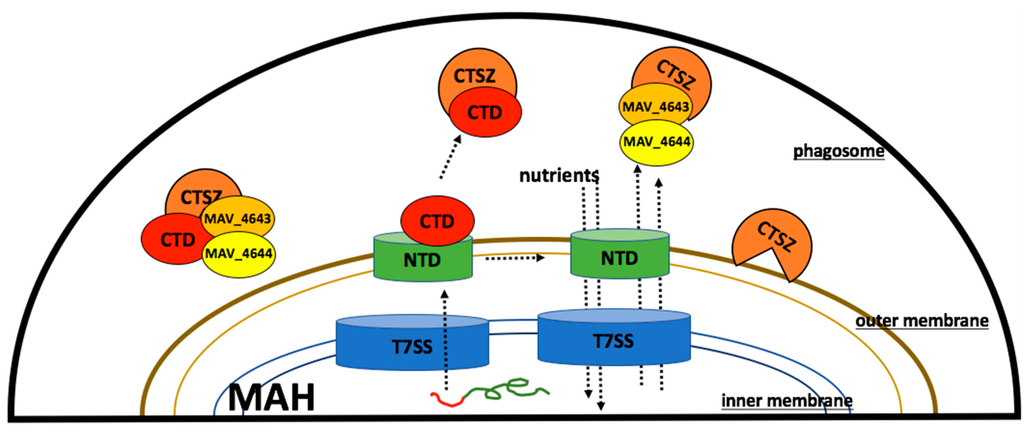 Microorganisms 07 00144 g008