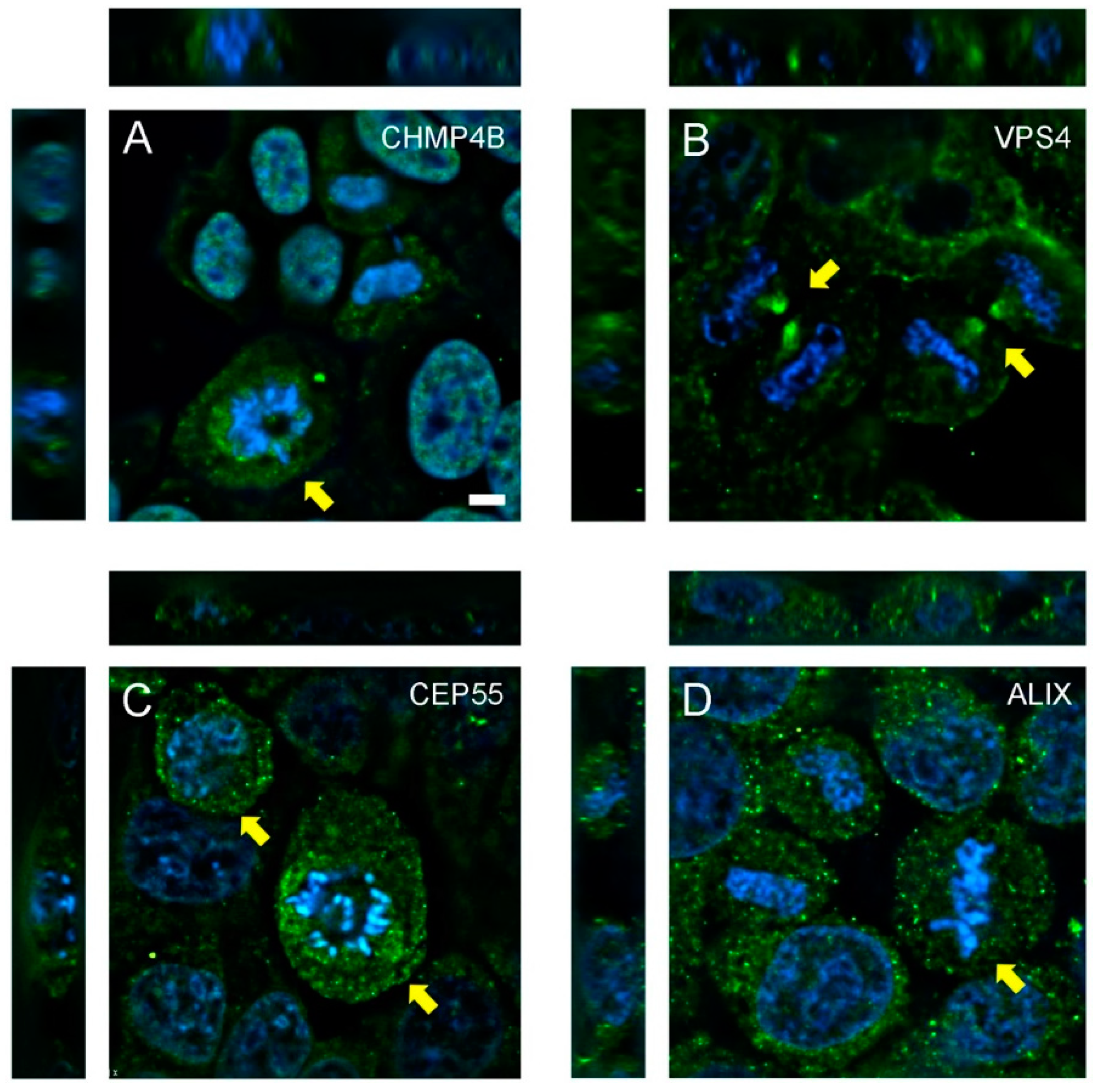 Microorganisms 07 00149 g001