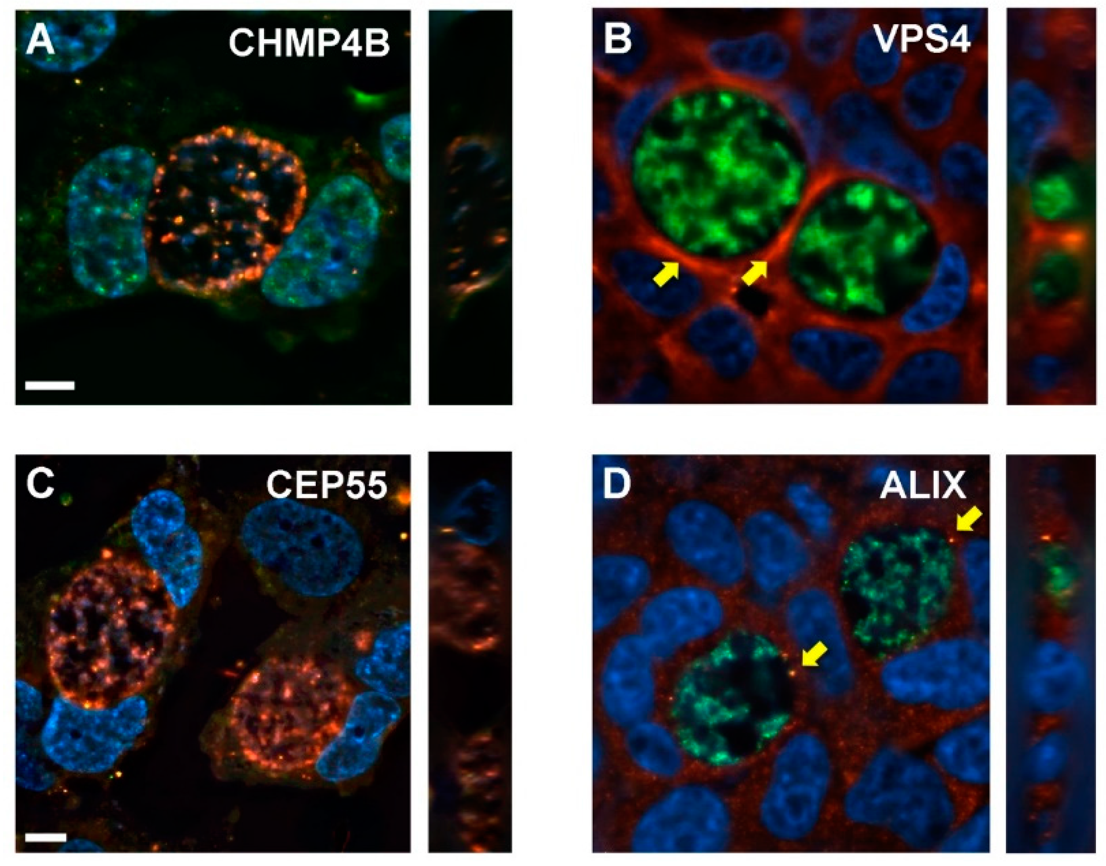 Microorganisms 07 00149 g006