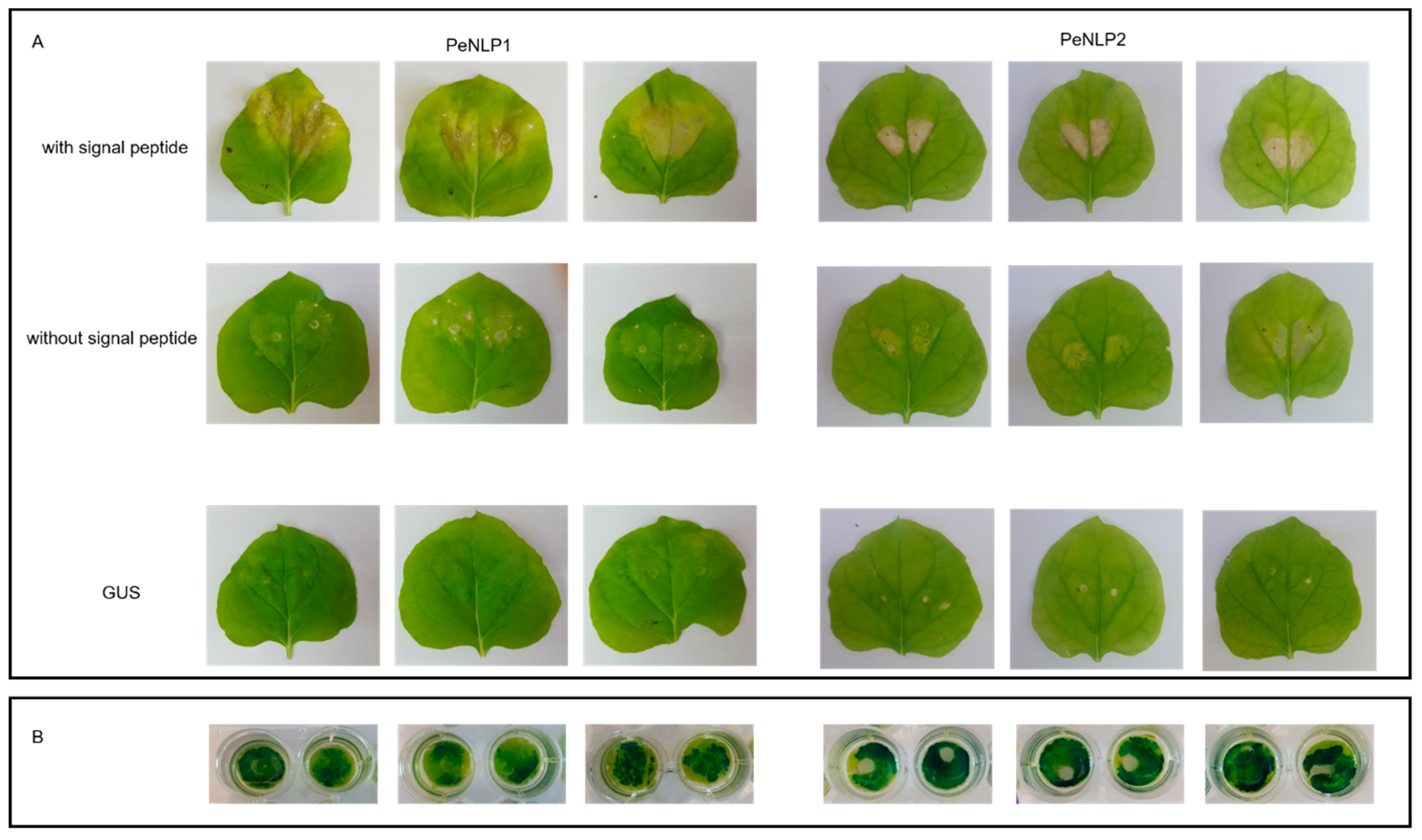 Microorganisms 07 00175 g003