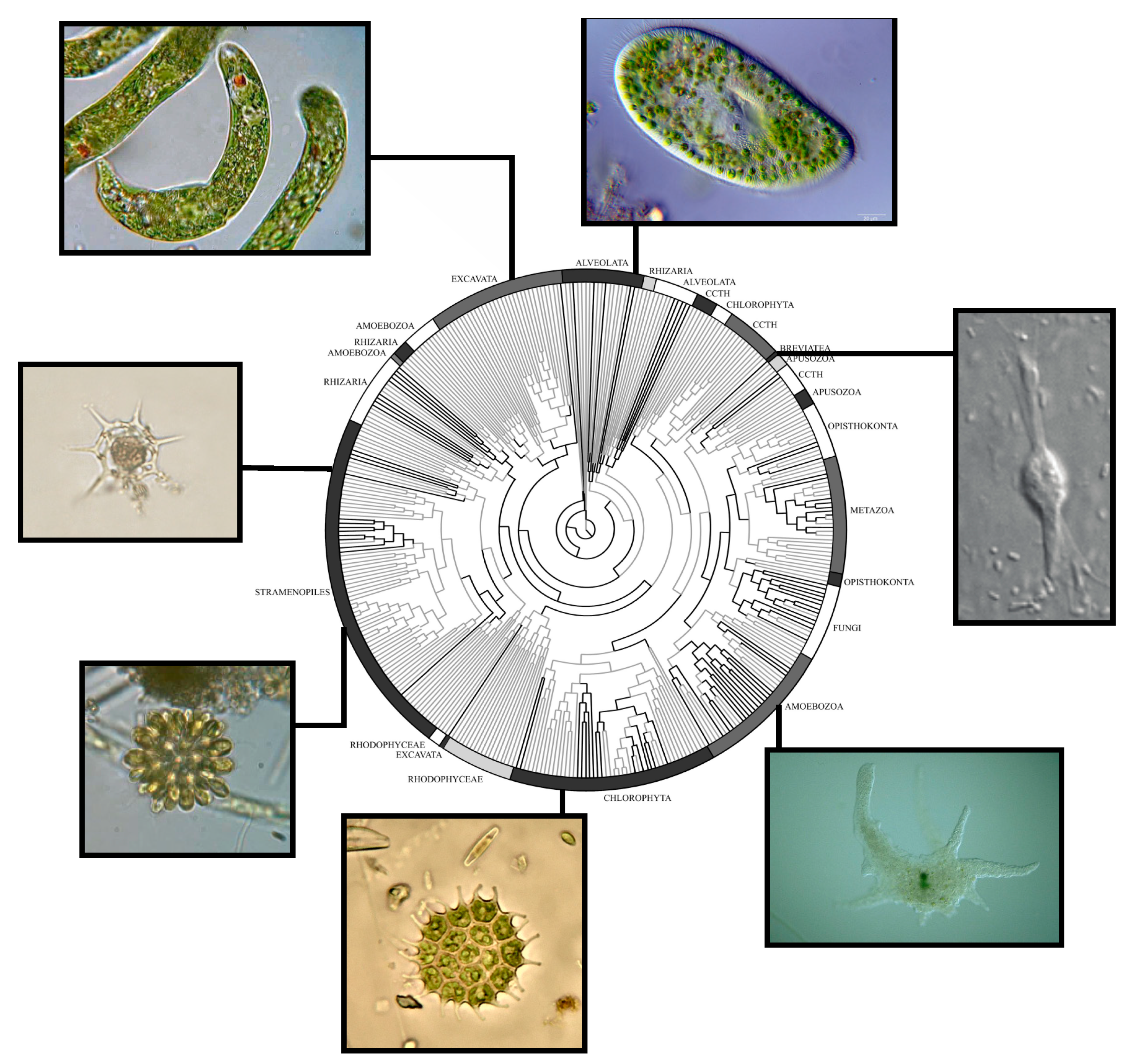 Microorganisms 07 00178 g003