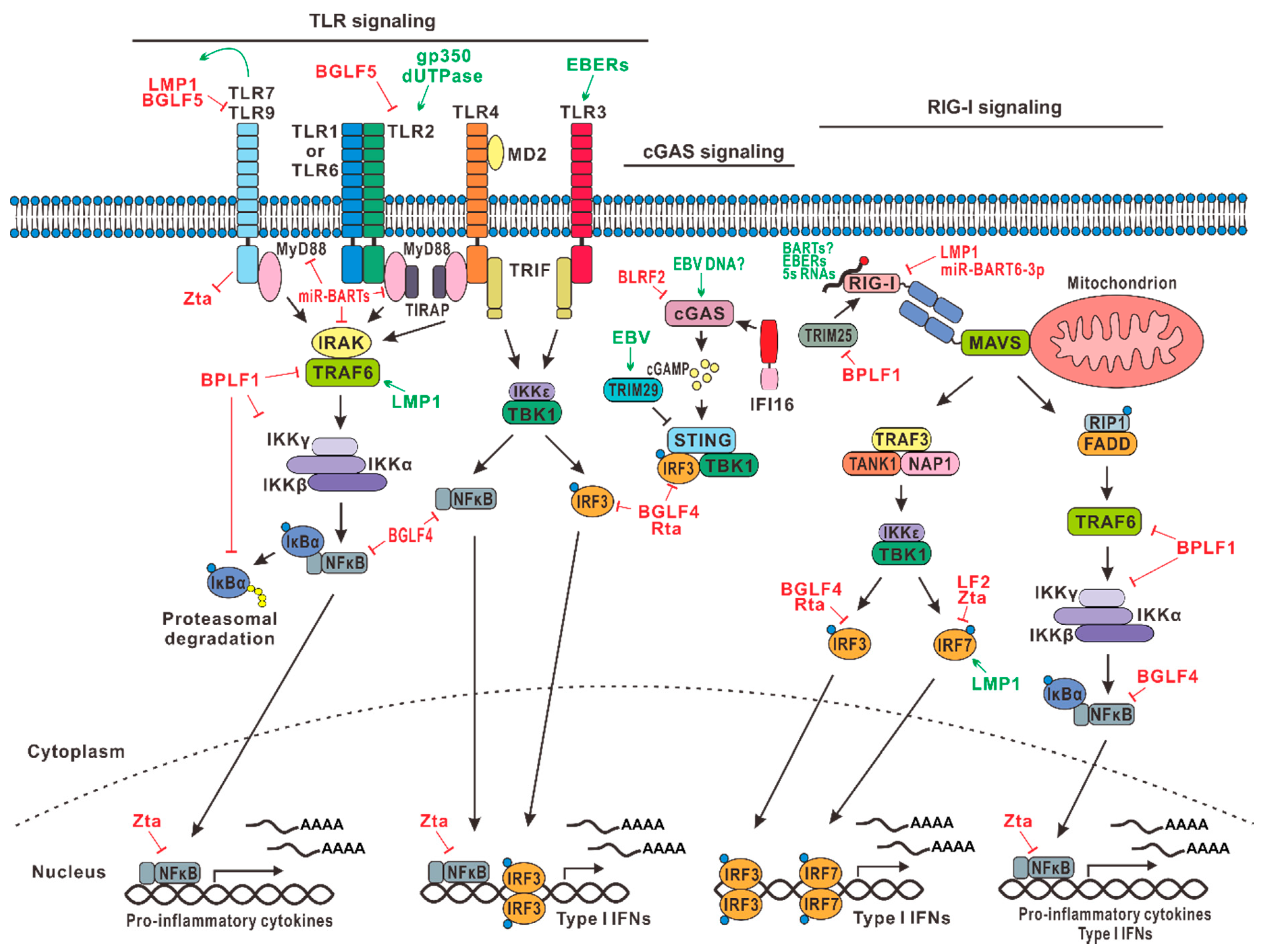 Microorganisms 07 00183 g001