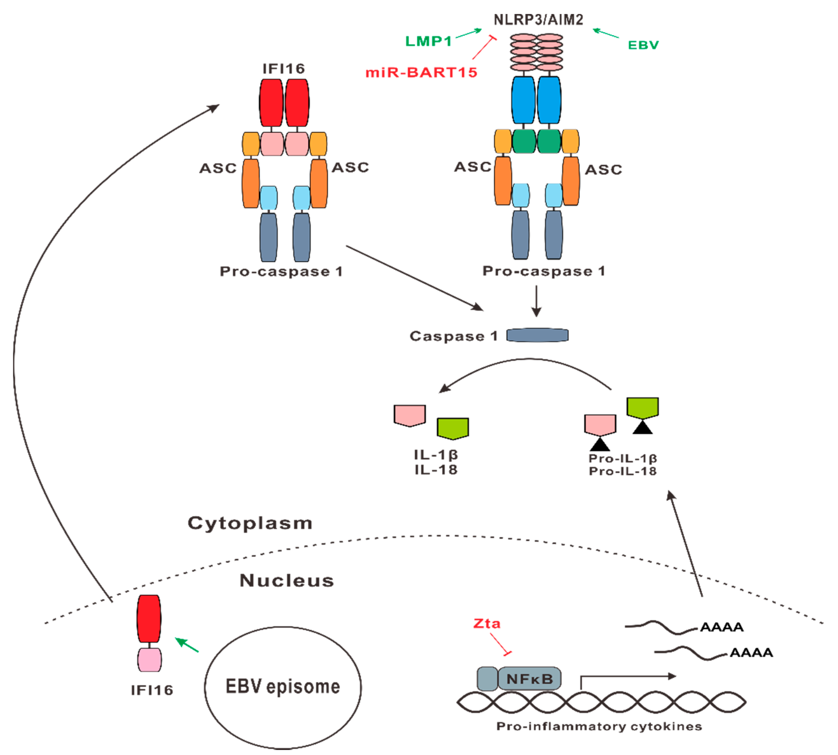 Microorganisms 07 00183 g002