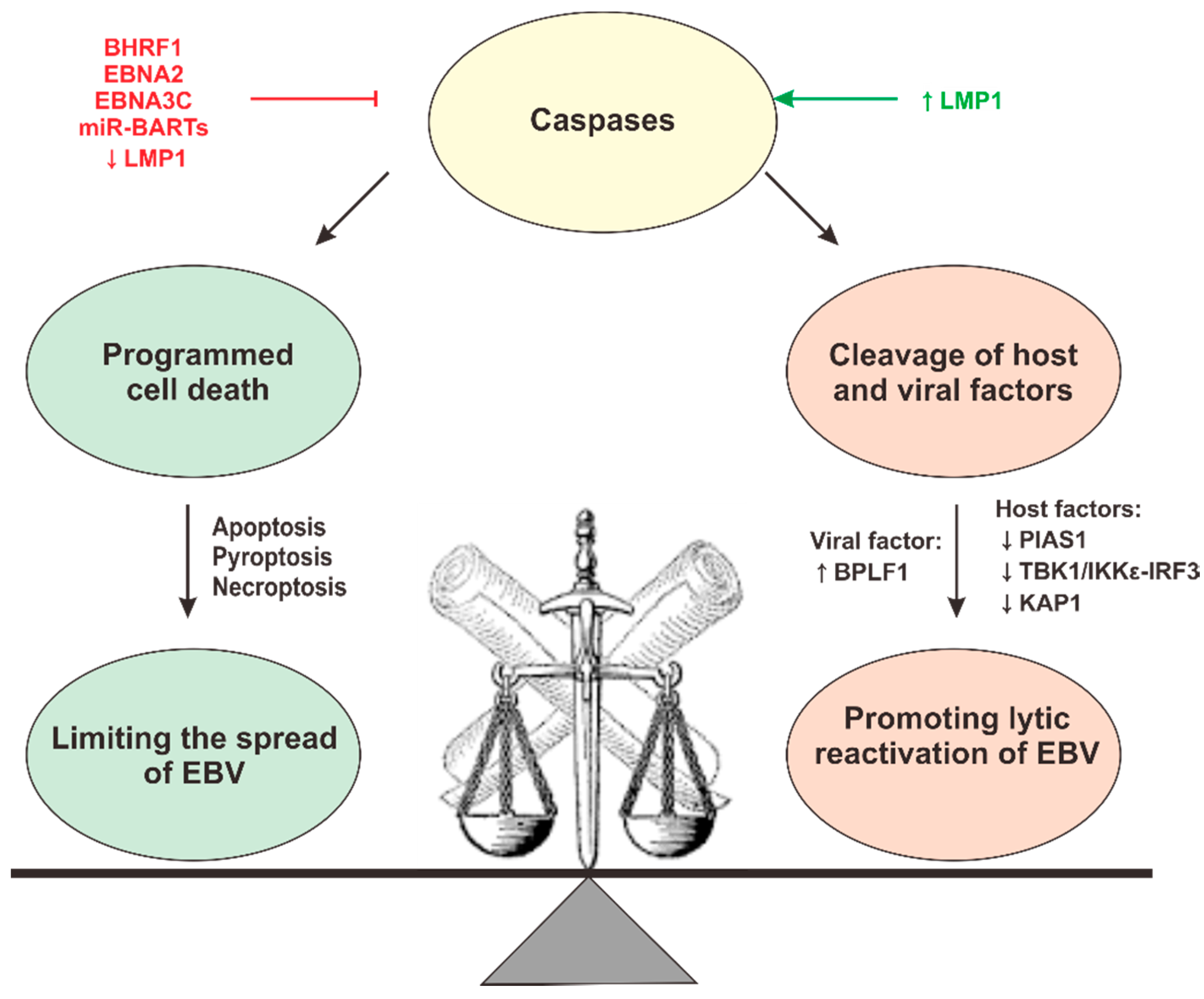 Microorganisms 07 00183 g004