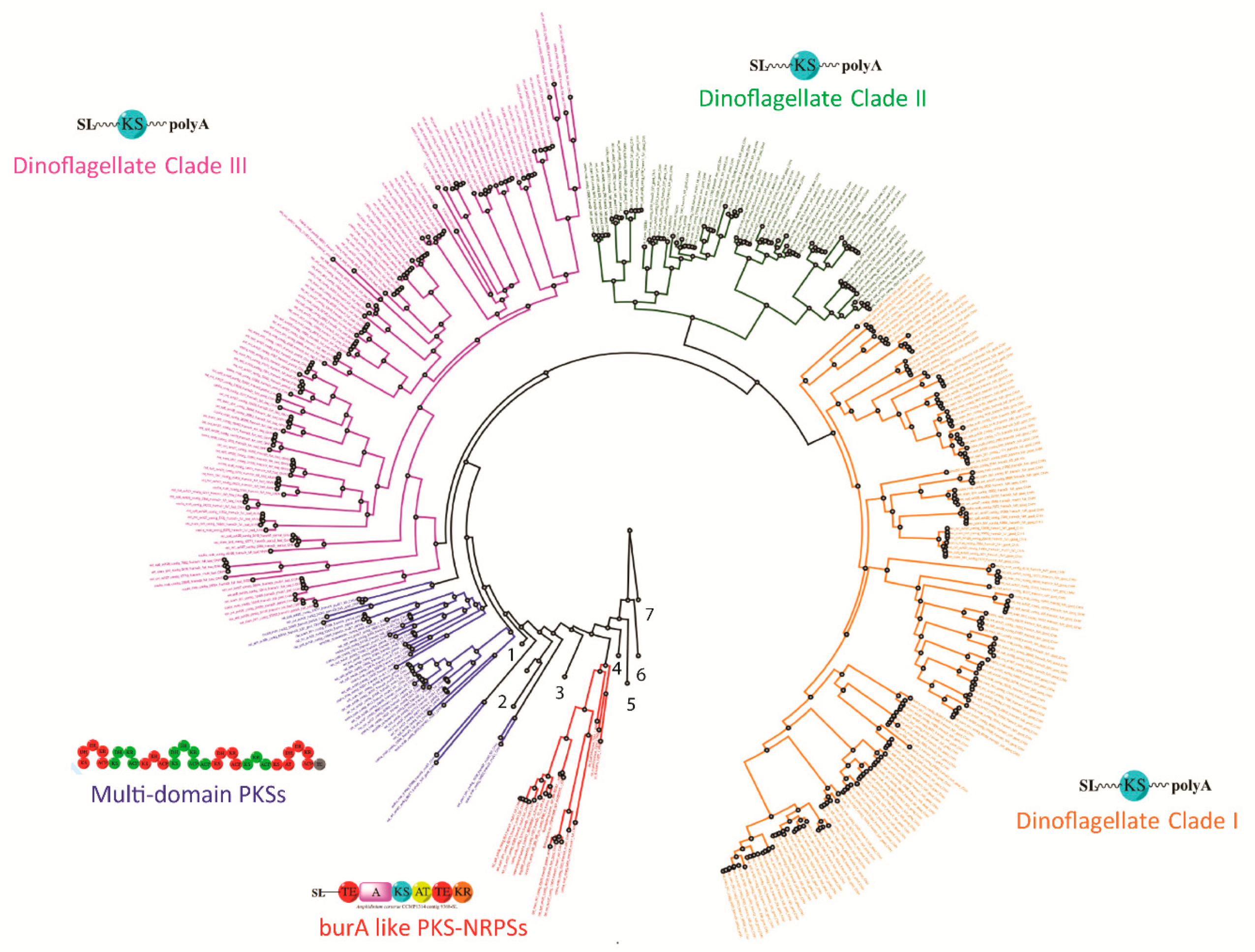 Microorganisms 07 00222 g003