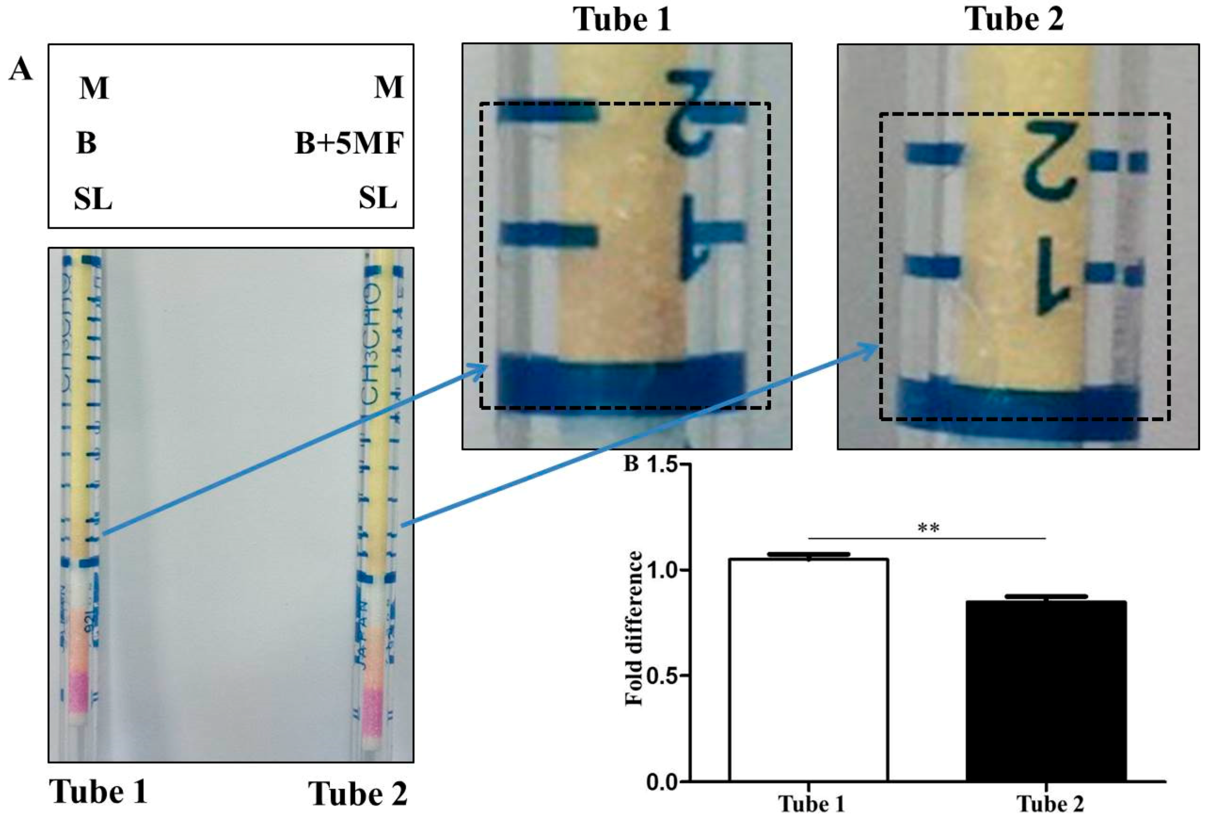 Microorganisms 07 00239 g005