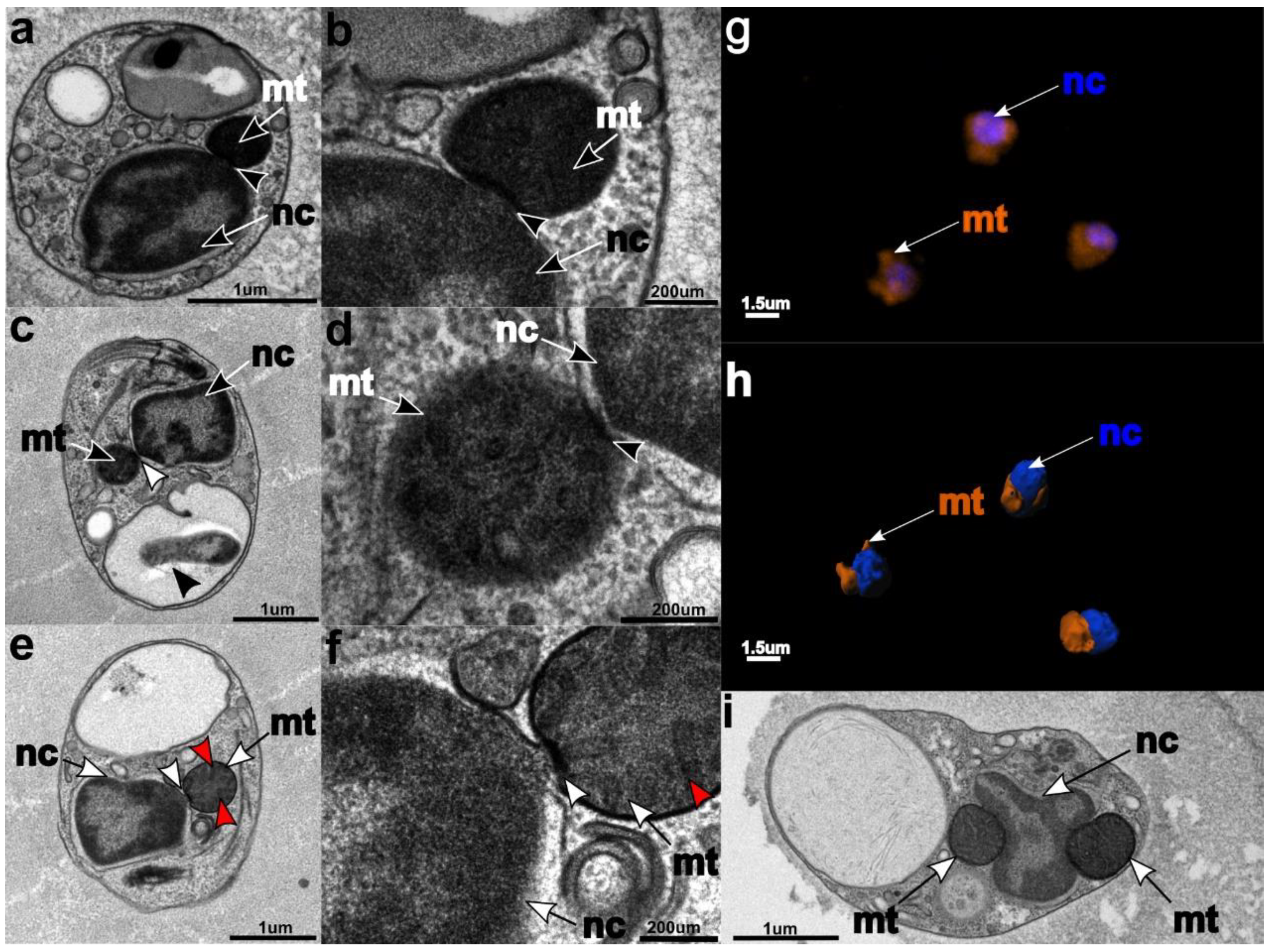 Microorganisms 07 00240 g002