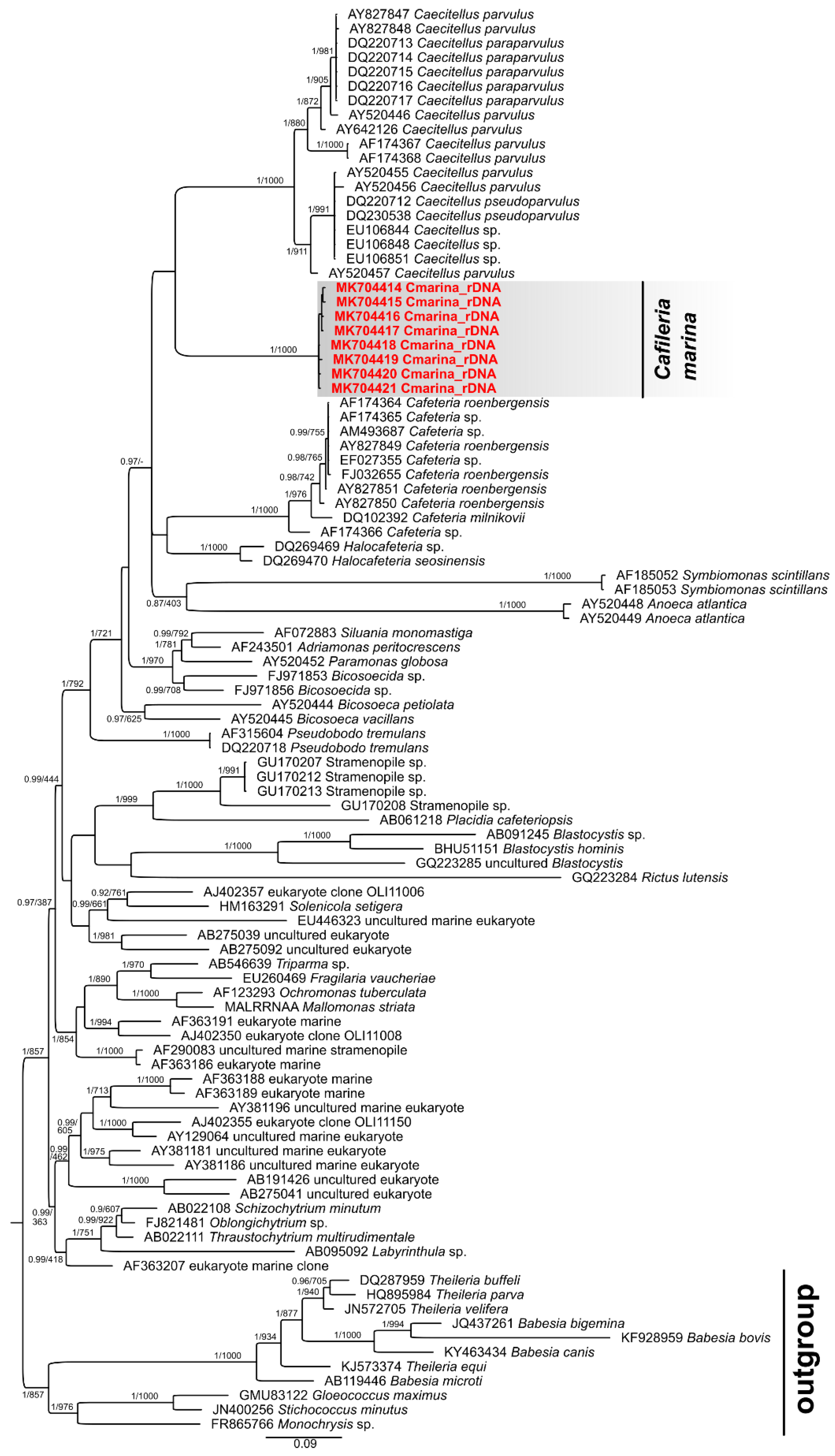 Microorganisms 07 00240 g005