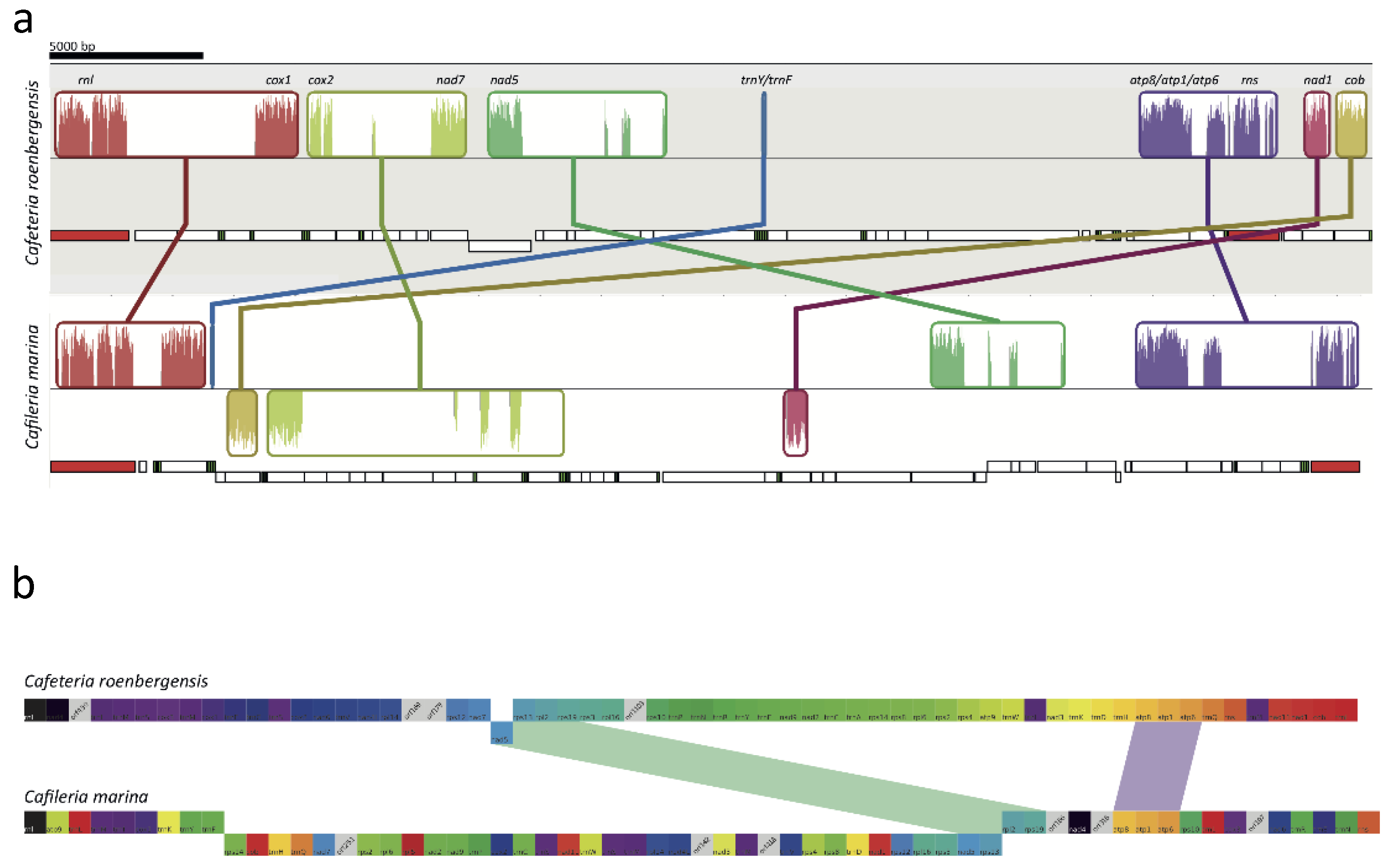 Microorganisms 07 00240 g006