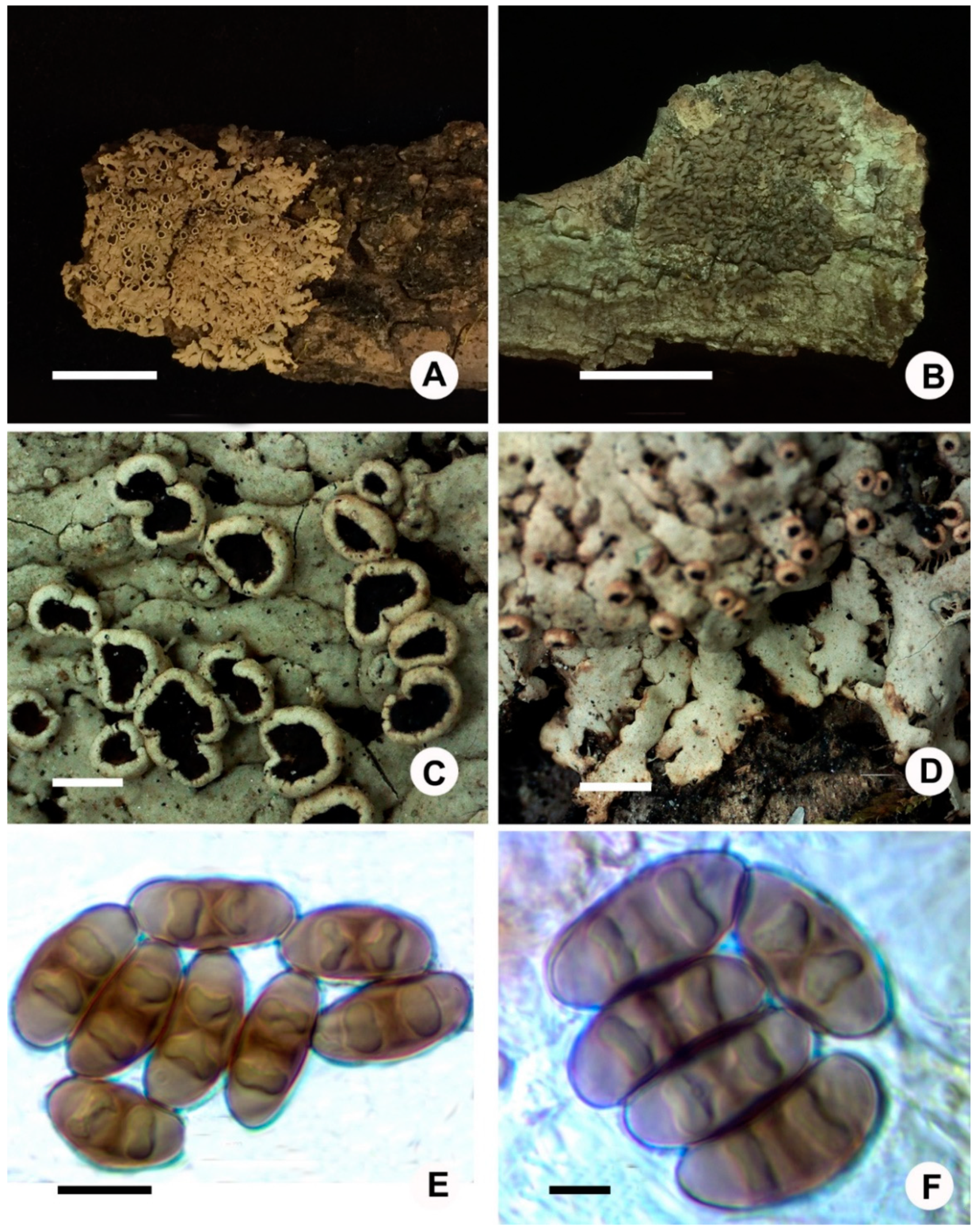 Microorganisms 07 00242 g003