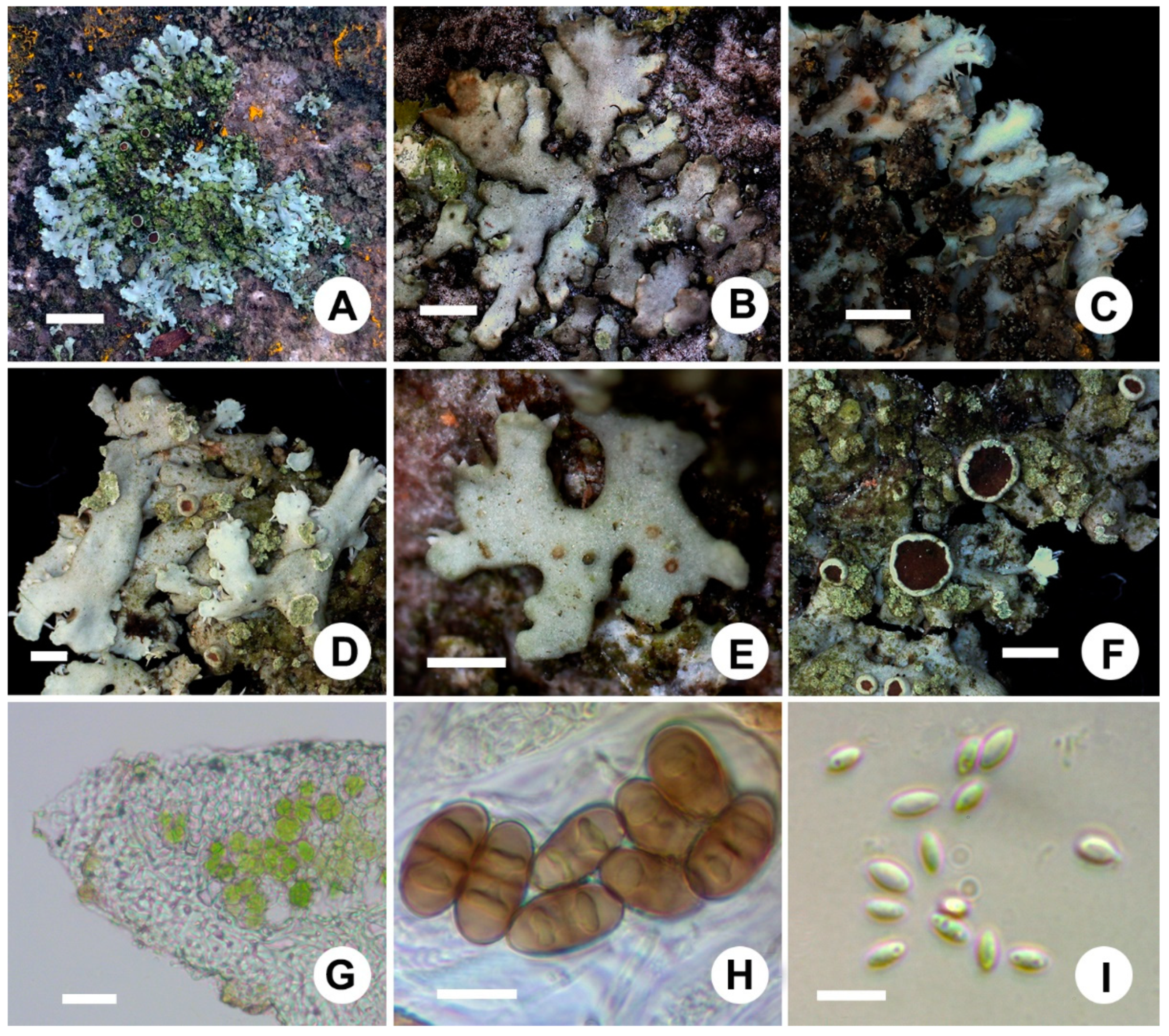 Microorganisms 07 00242 g004