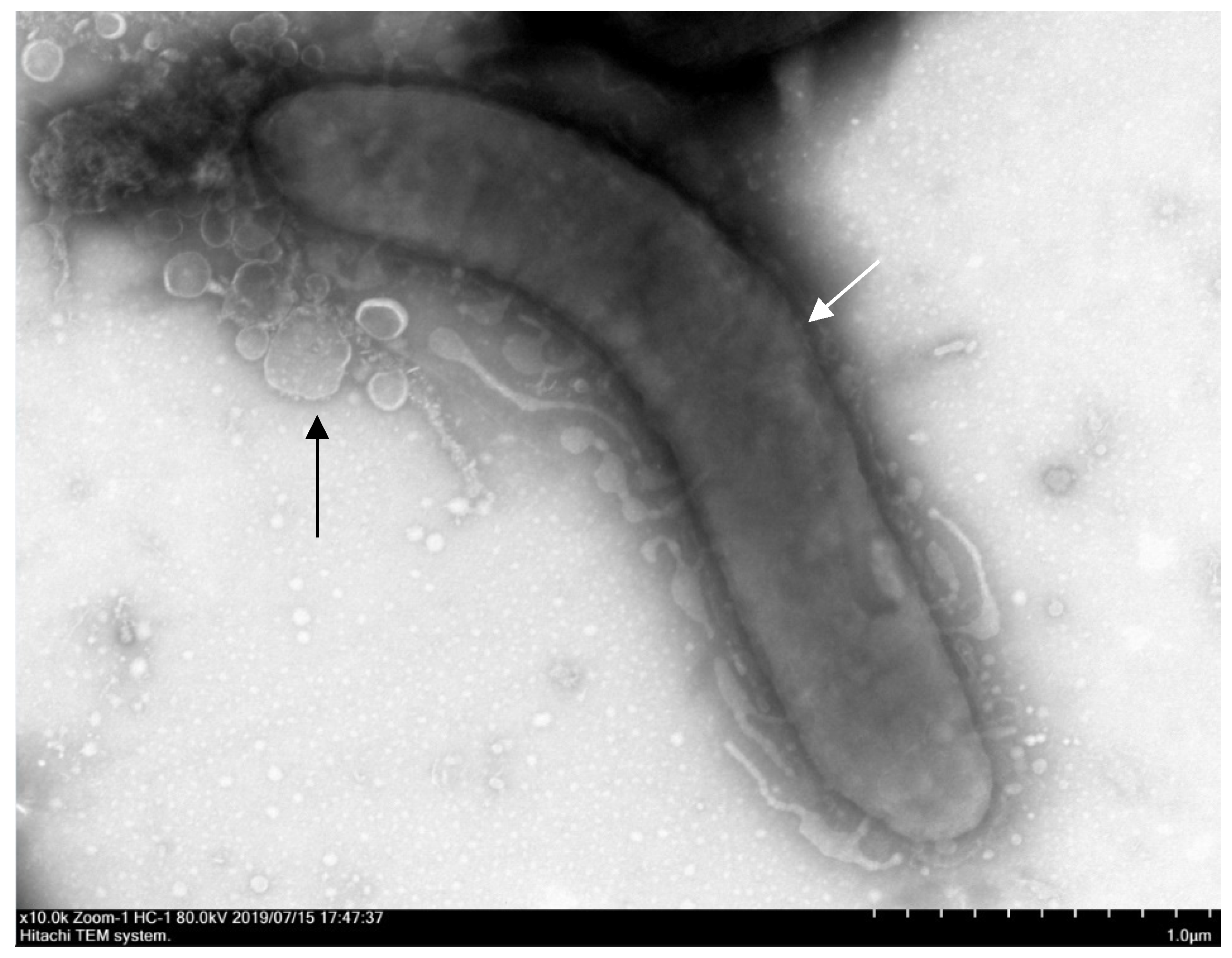 Microorganisms 07 00244 g003 Microorganisms 07 00244 g003