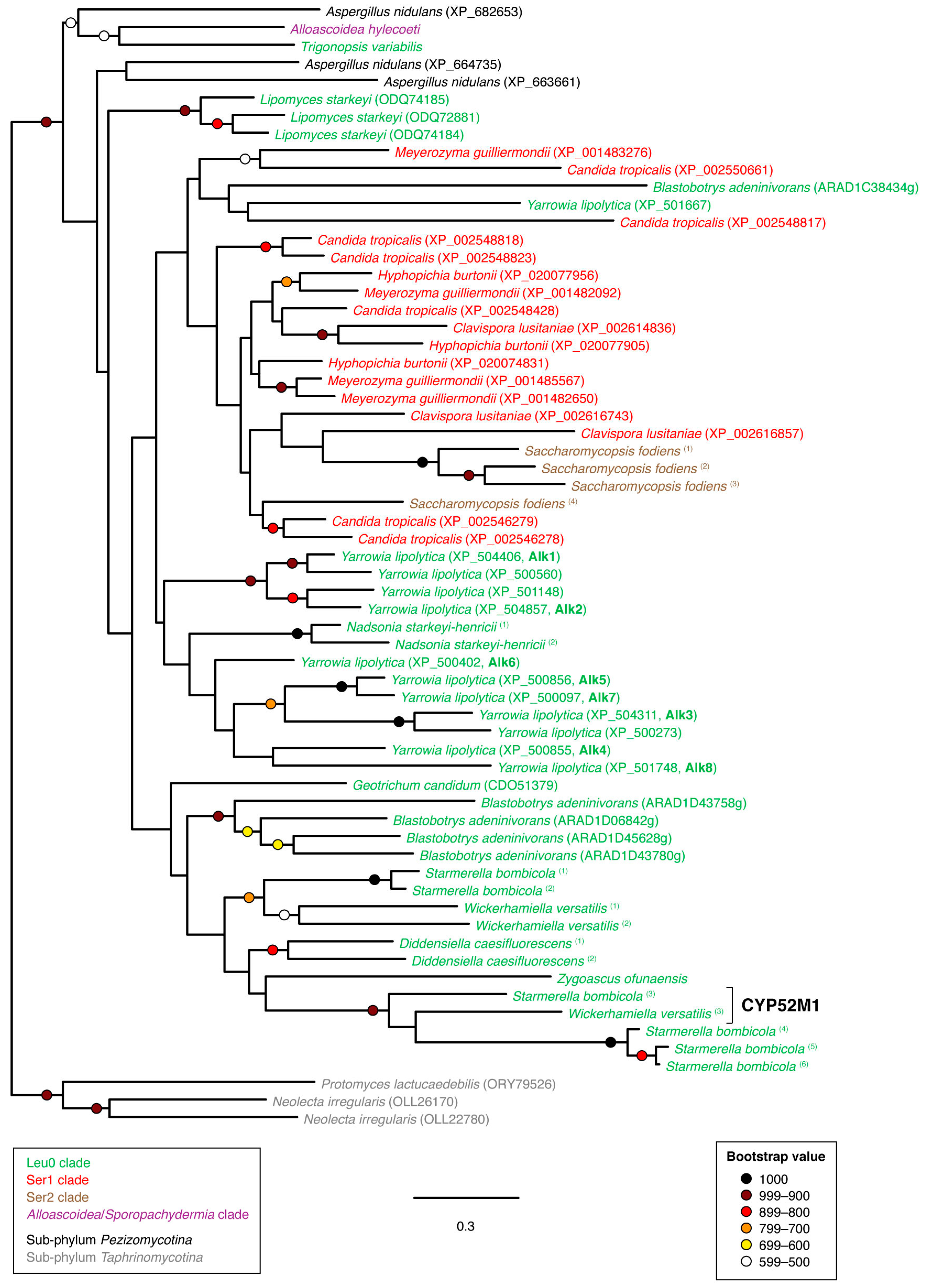 Microorganisms 07 00247 g005