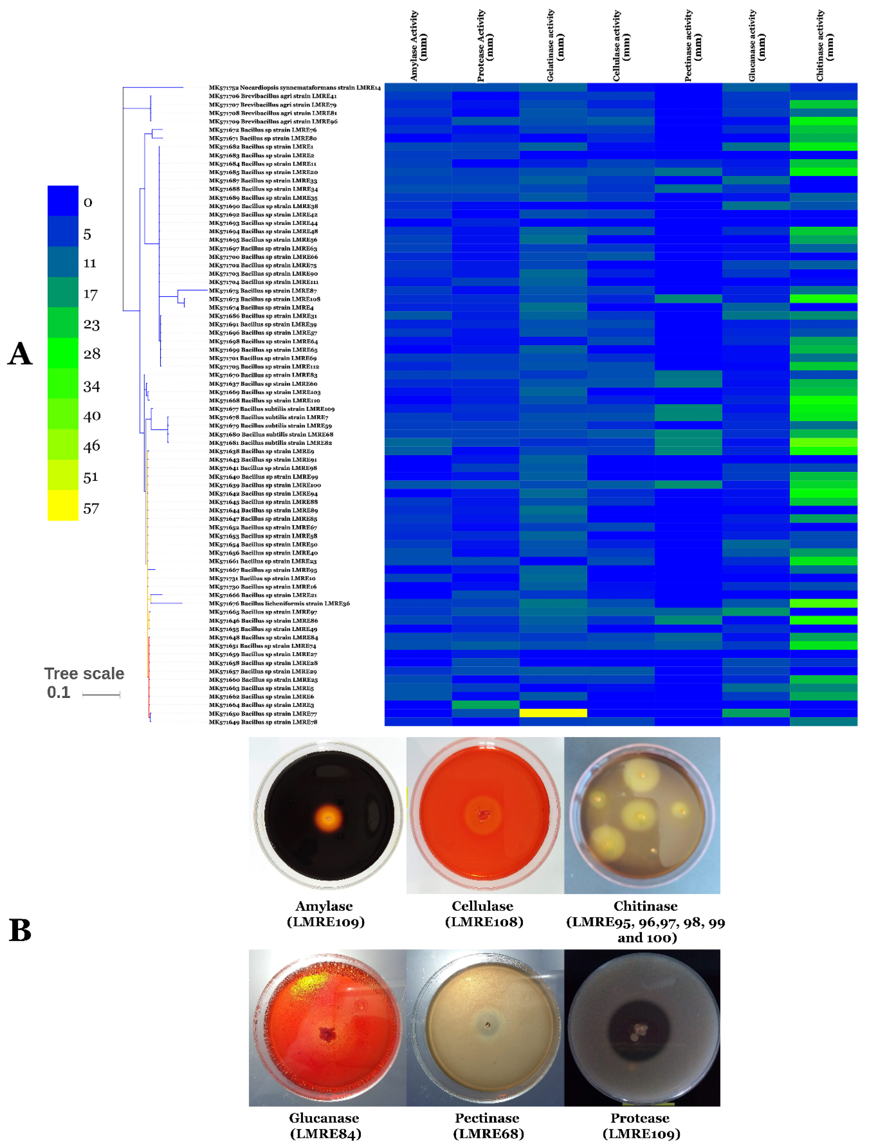 Microorganisms 07 00249 g004