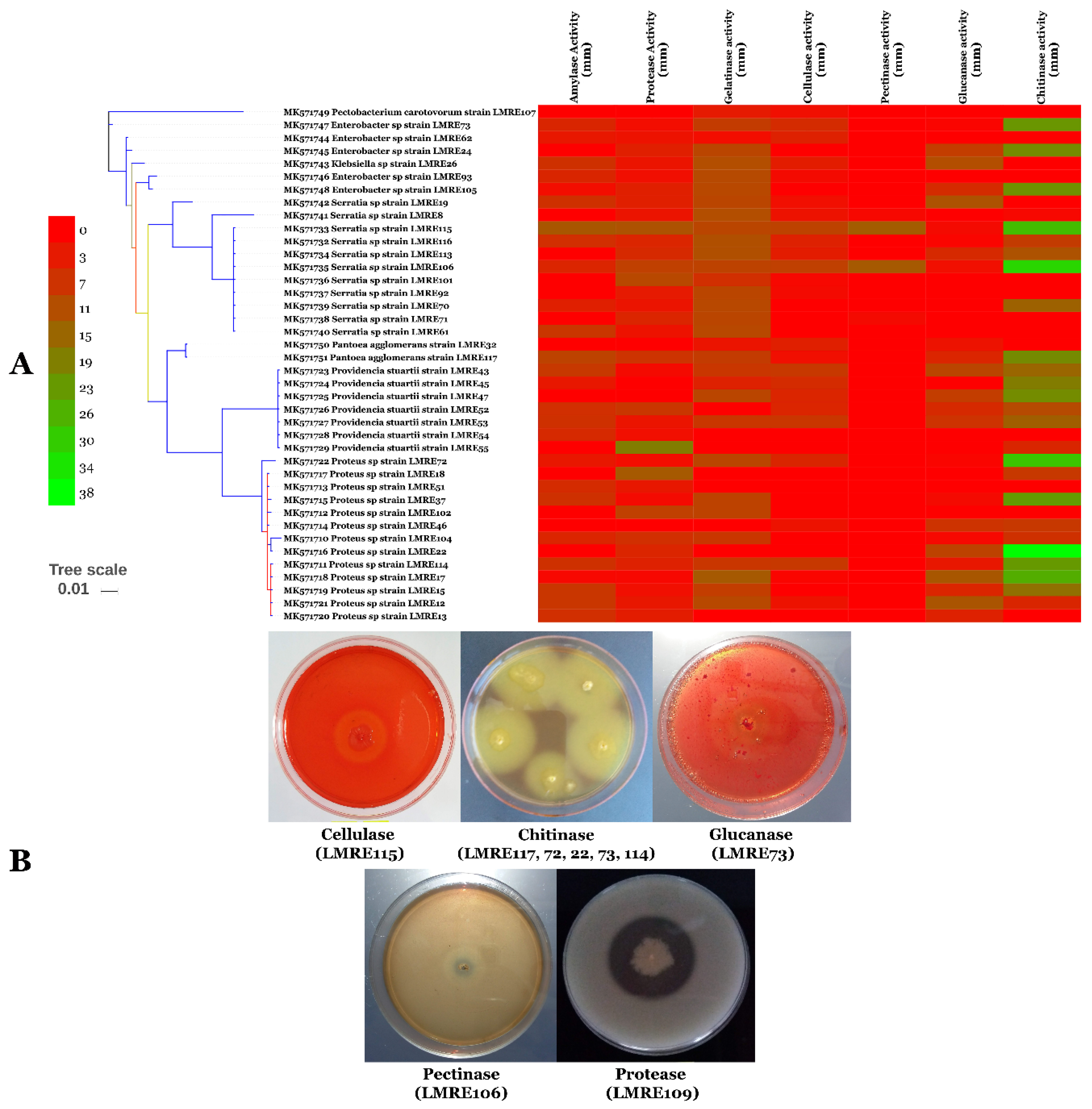 Microorganisms 07 00249 g005