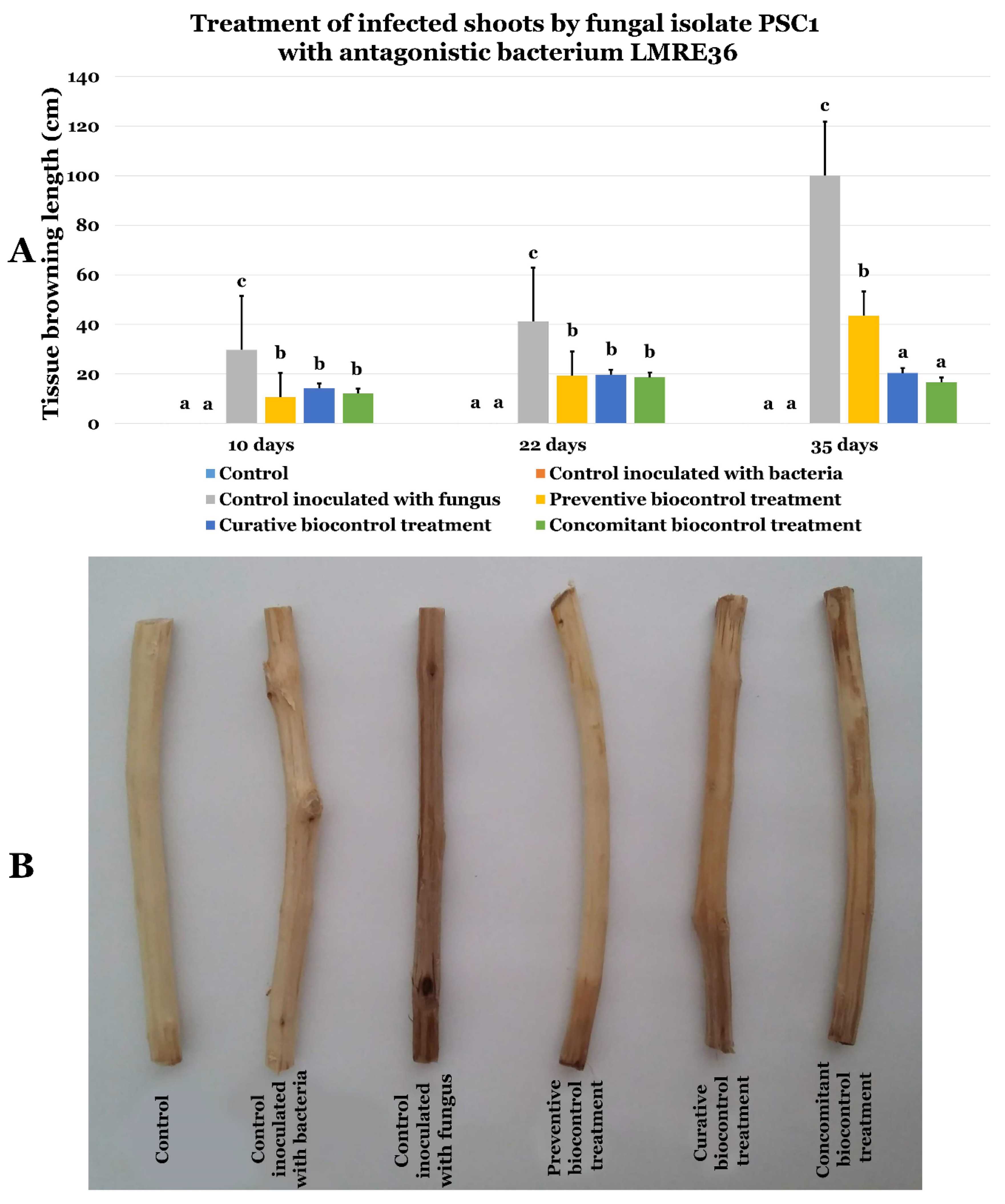Microorganisms 07 00249 g015