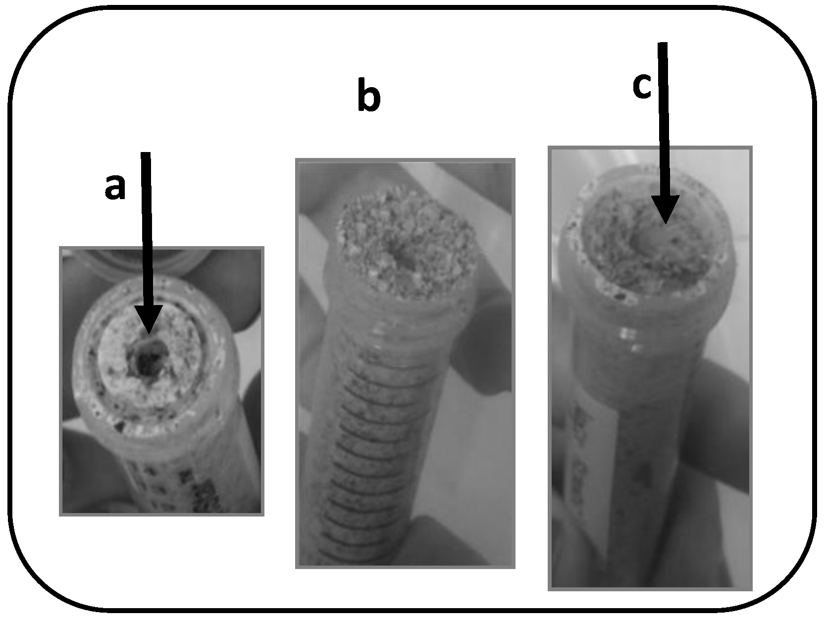 Microorganisms 07 00253 g003