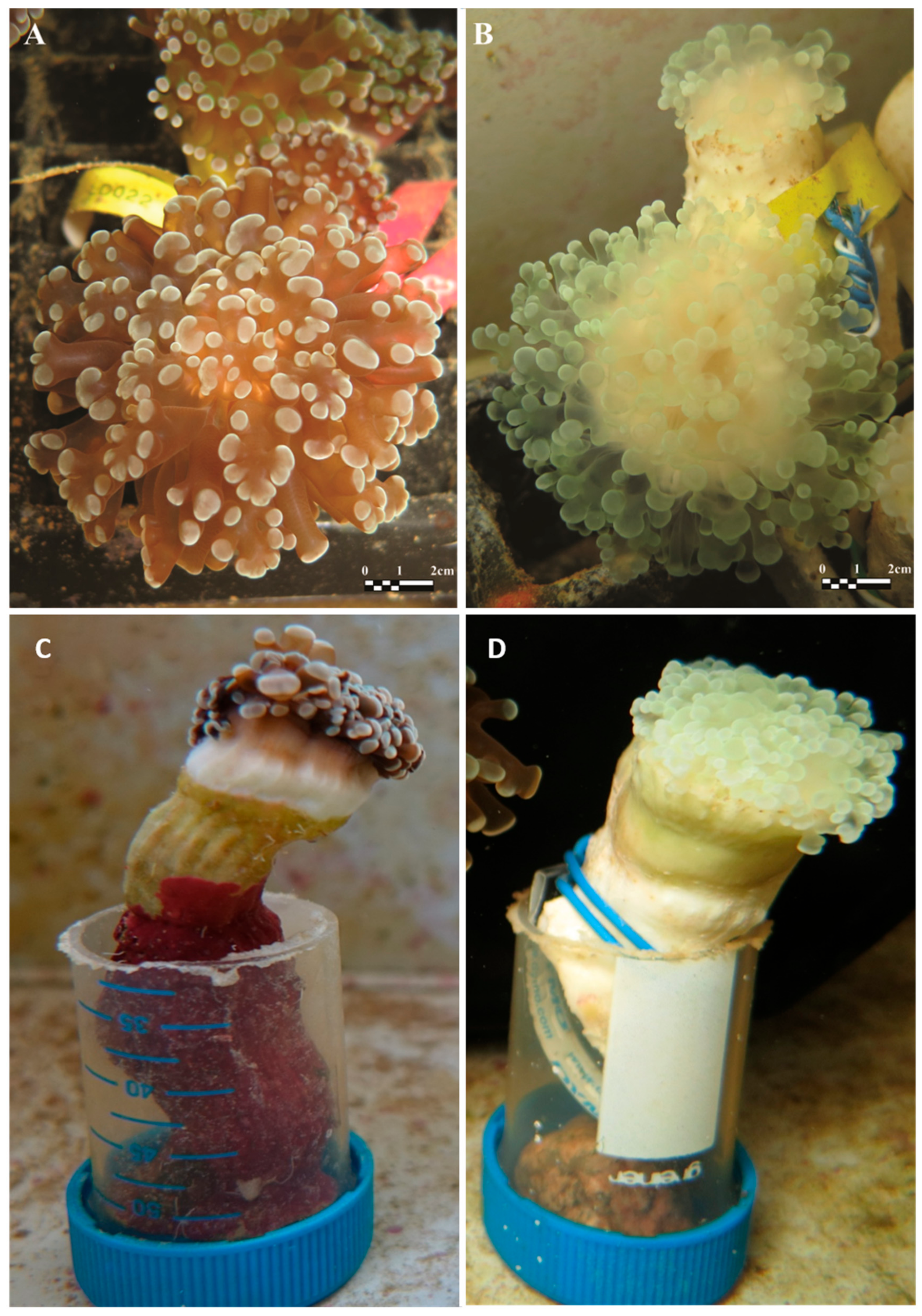 Microorganisms 07 00256 g001