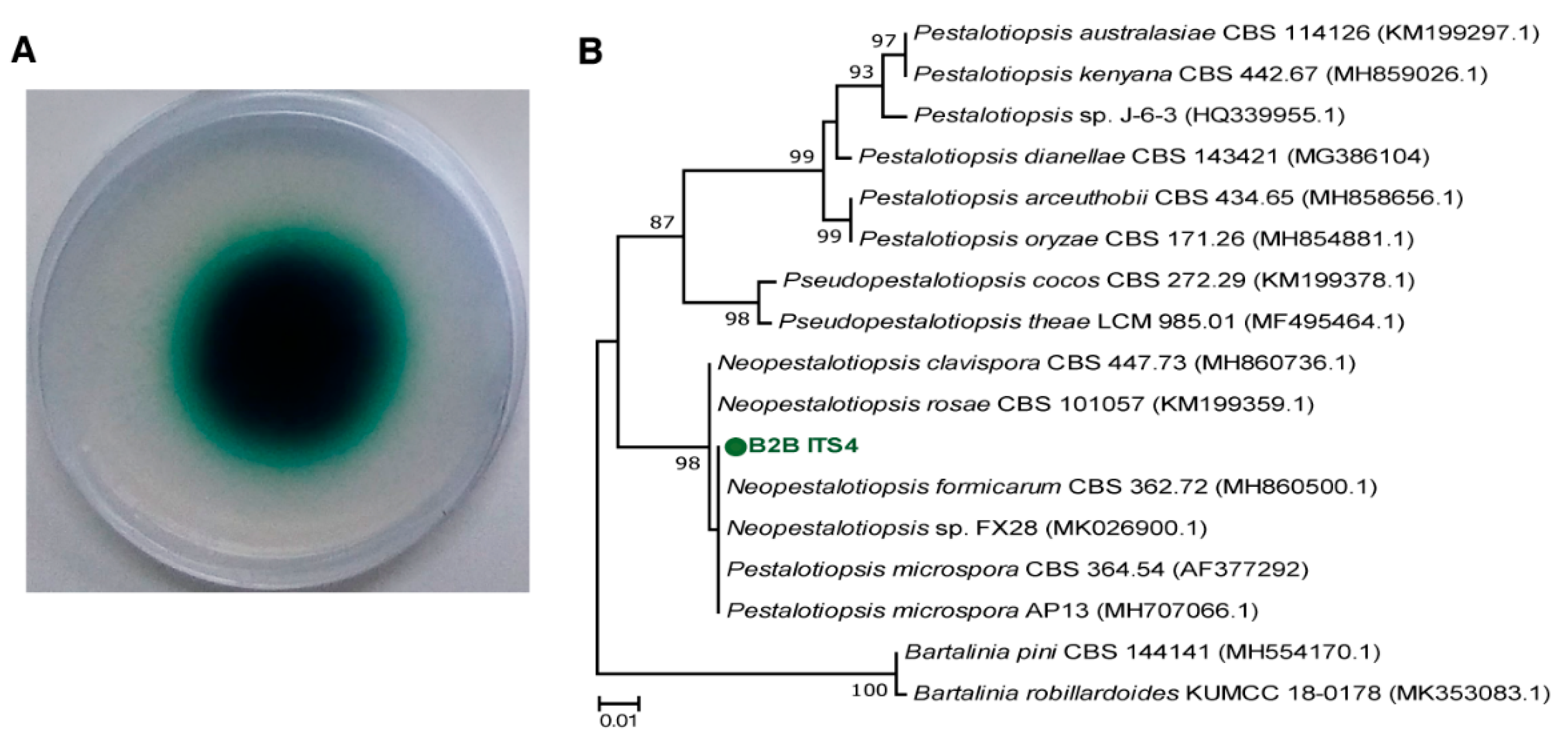 Microorganisms 07 00264 g001