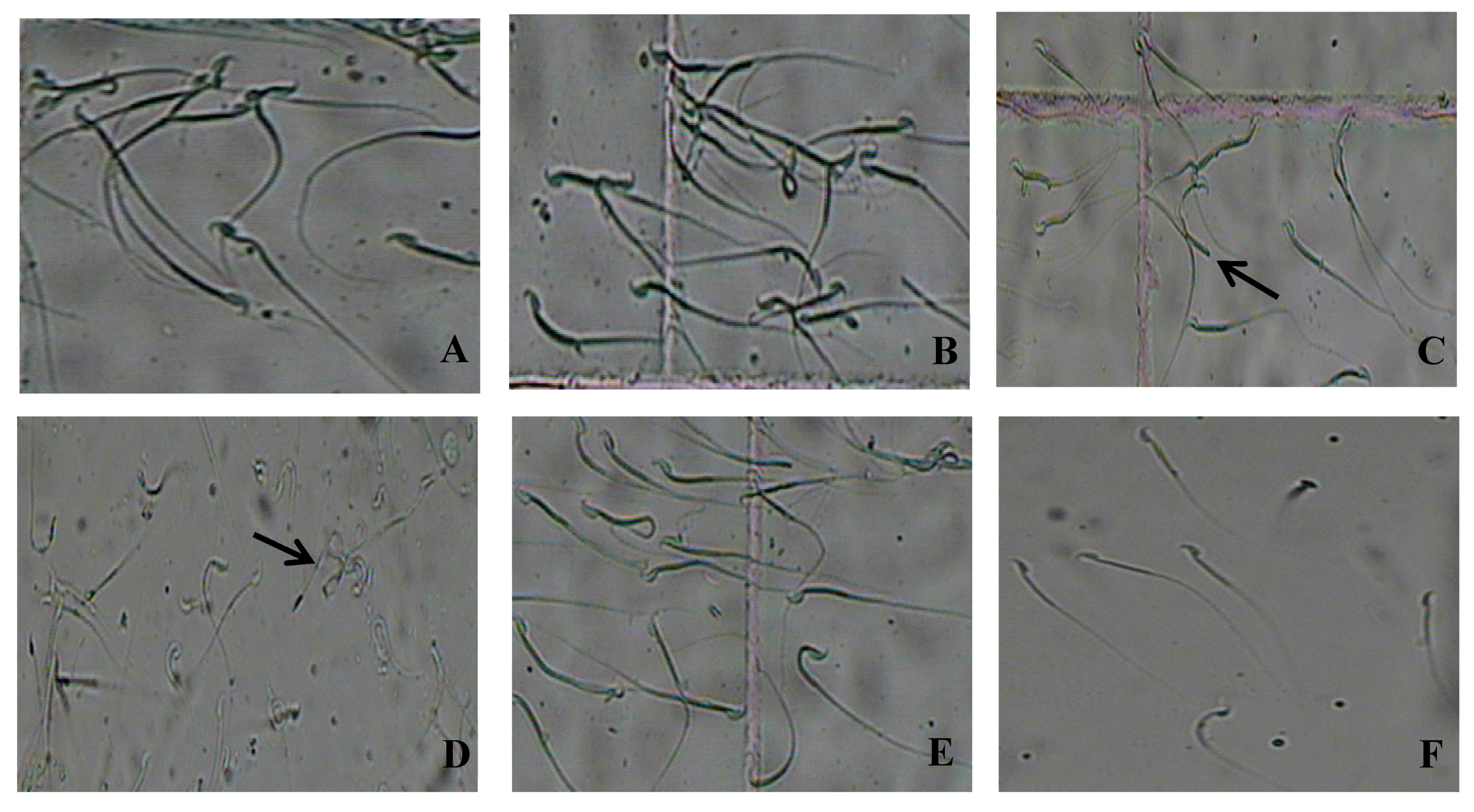 Microorganisms 07 00266 g005