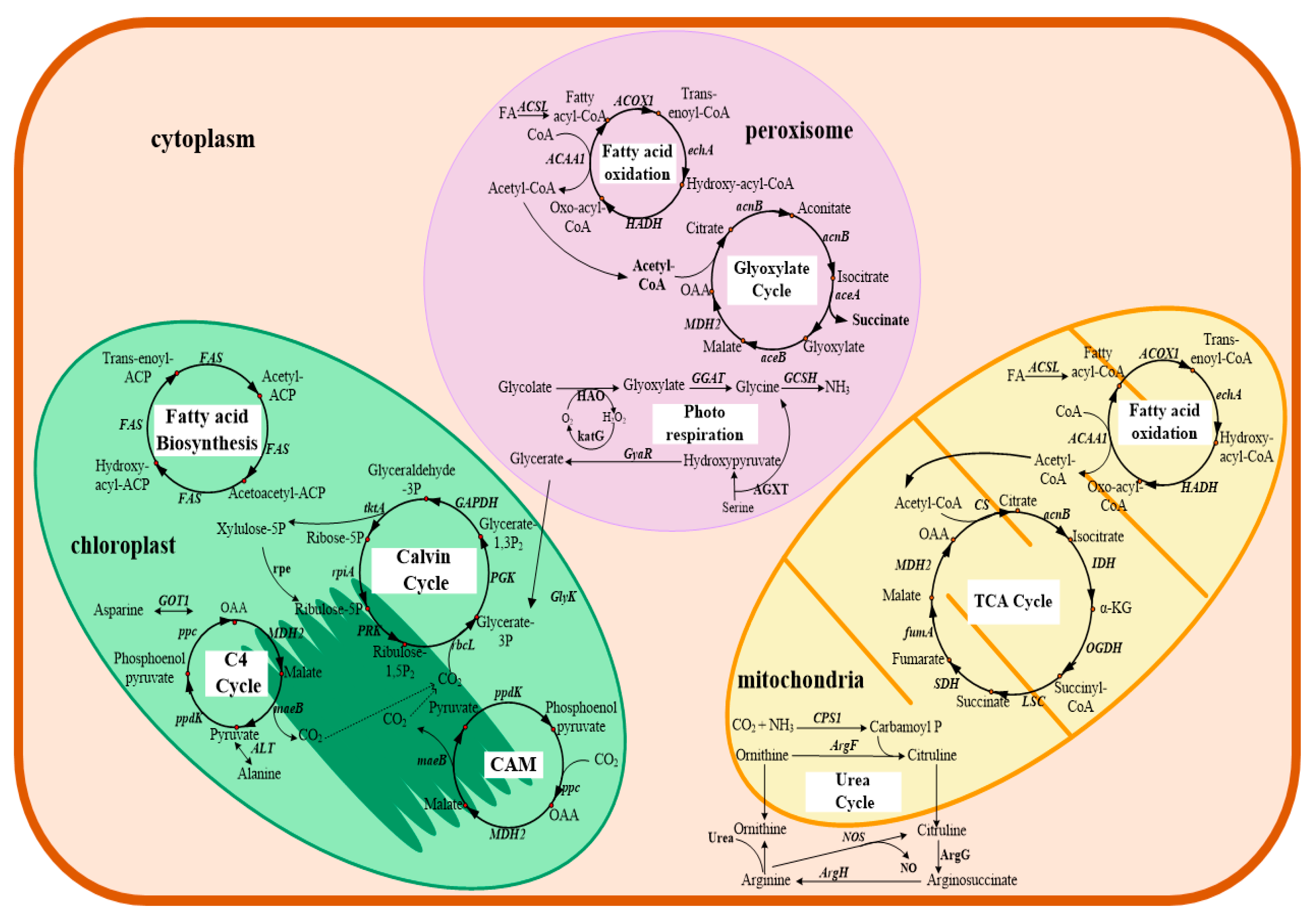 Microorganisms 07 00288 g002