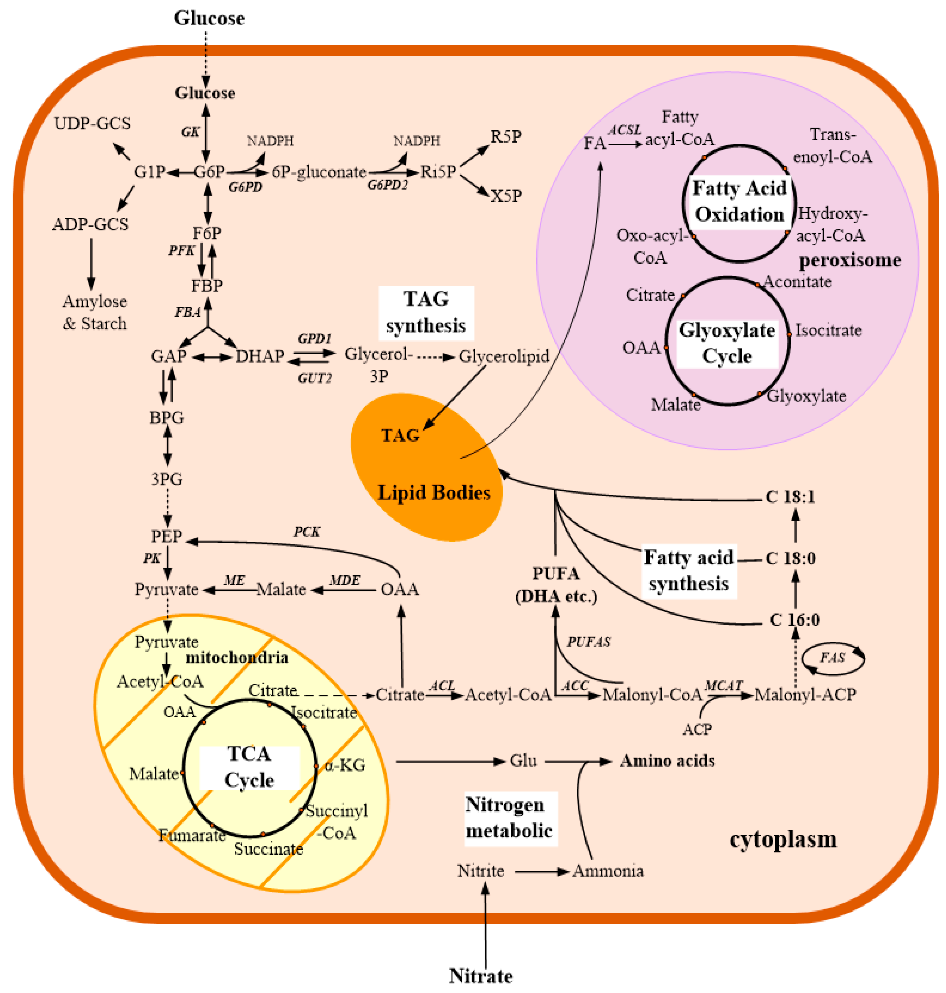 Microorganisms 07 00288 g003