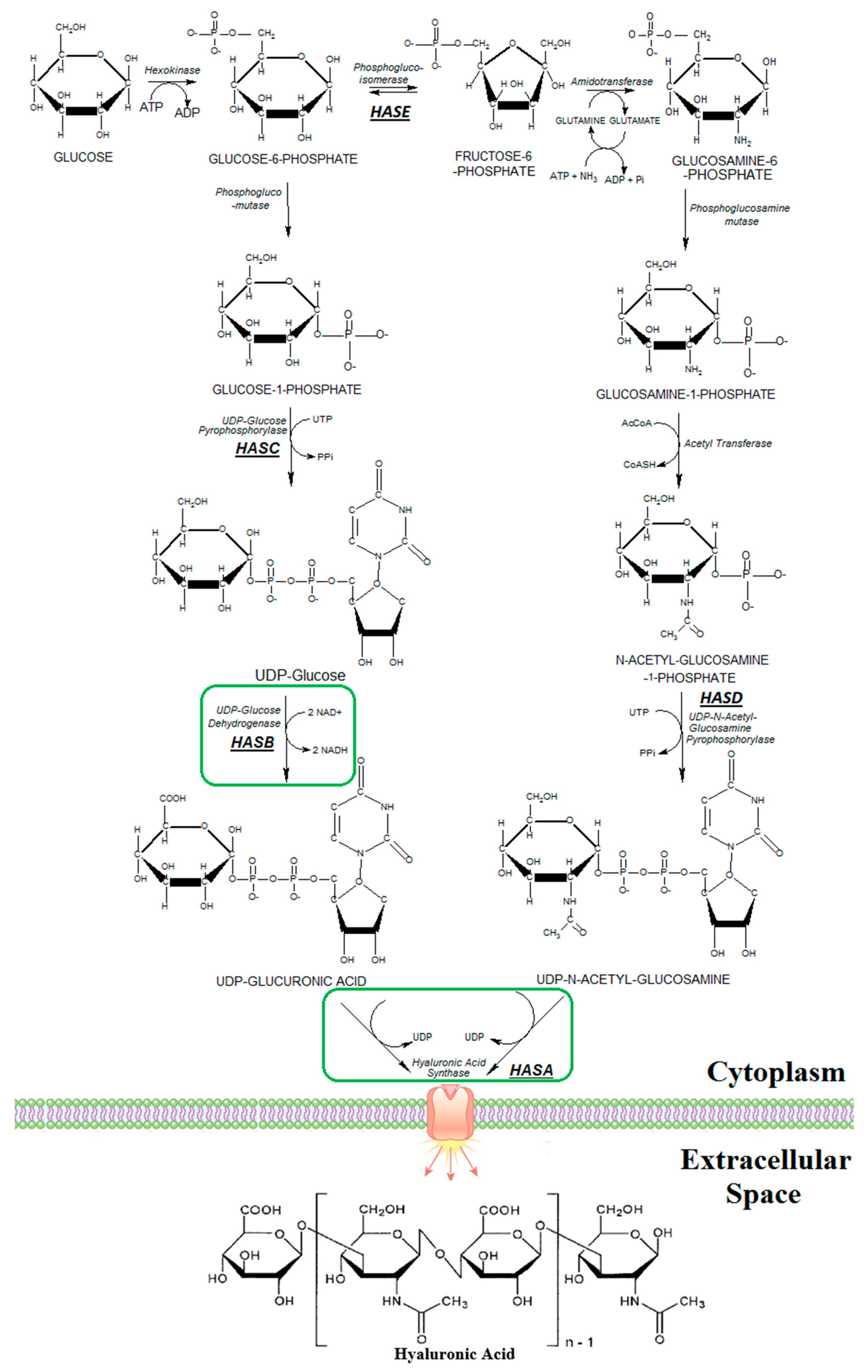 Microorganisms 07 00294 g001