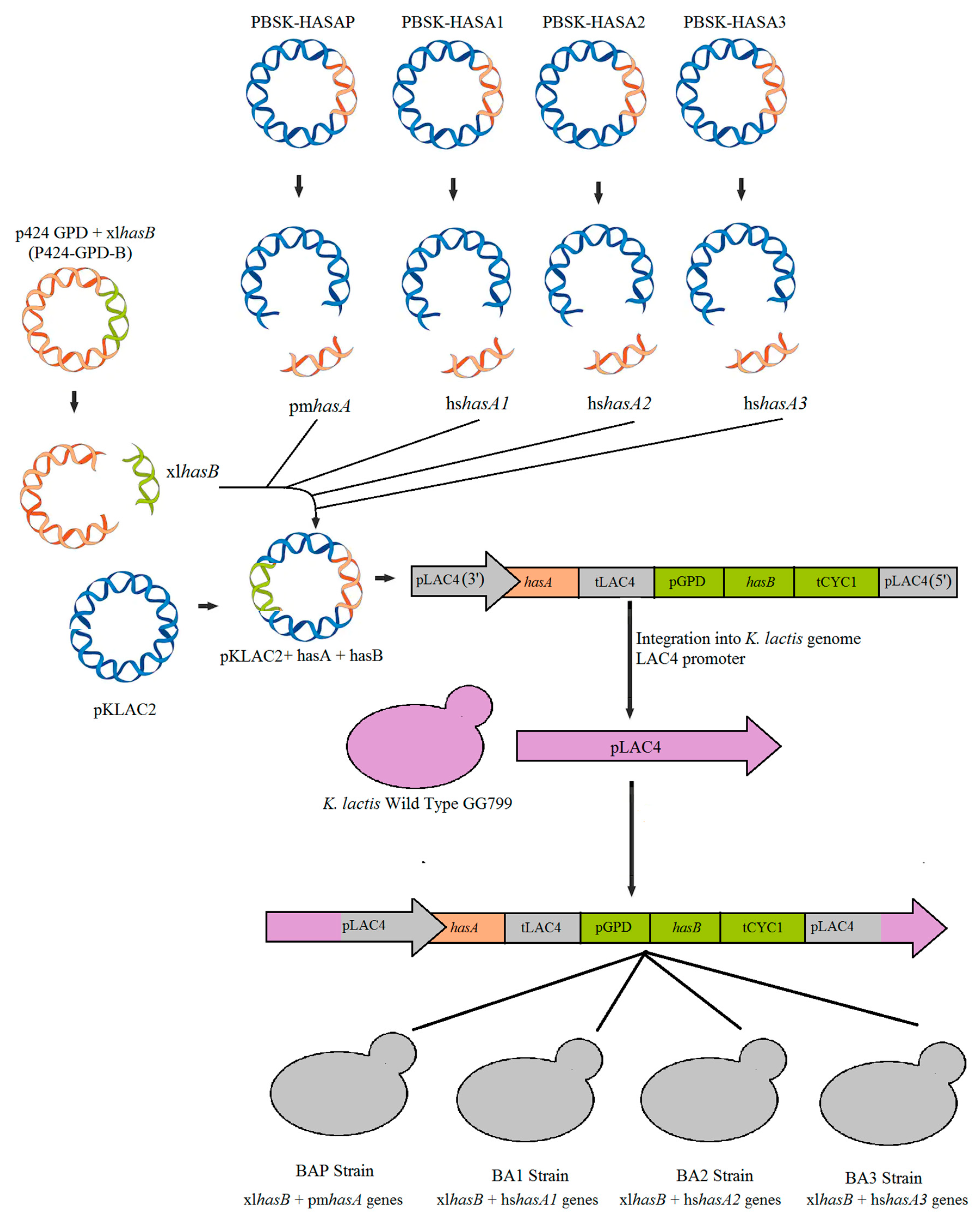 Microorganisms 07 00294 g002