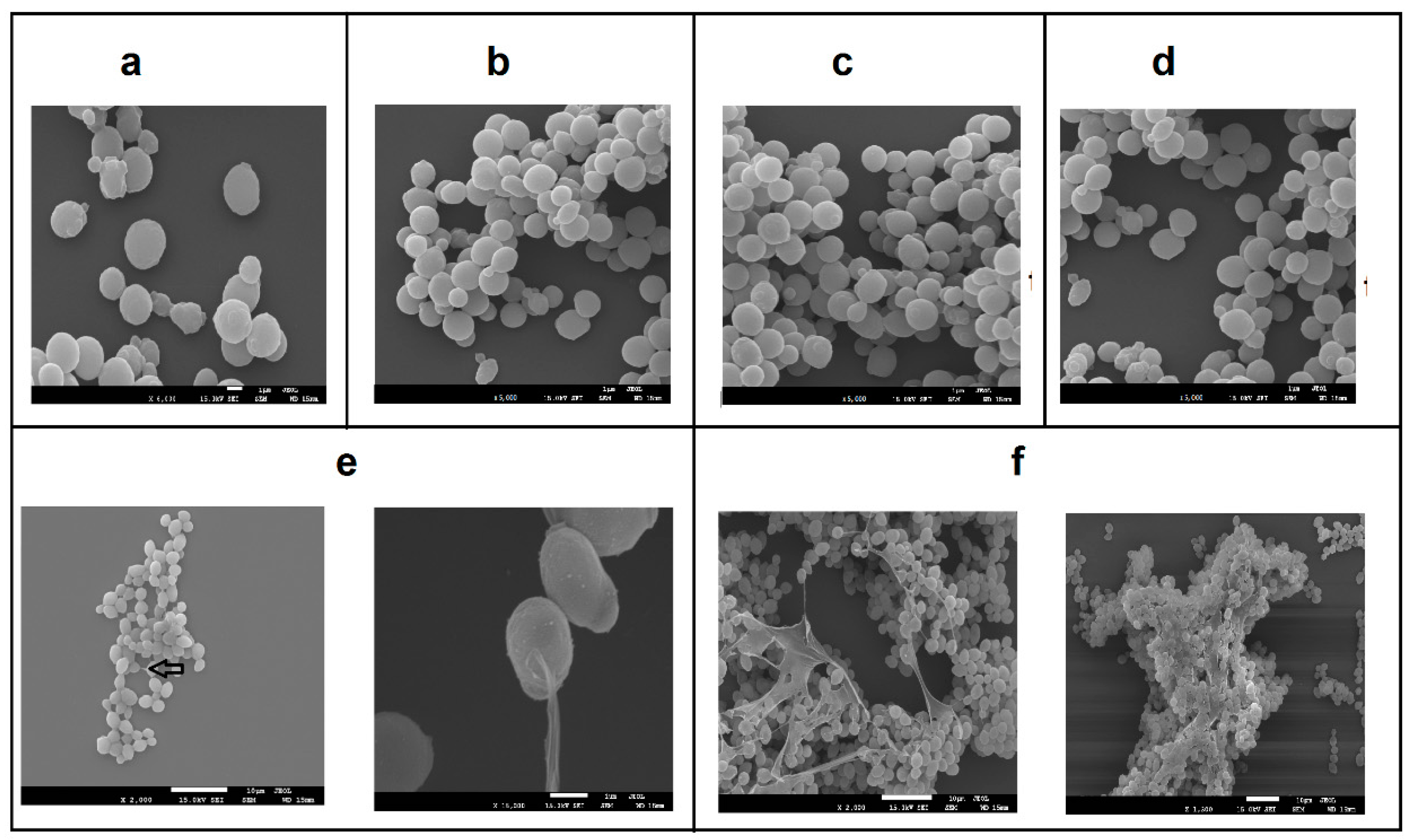 Microorganisms 07 00294 g003