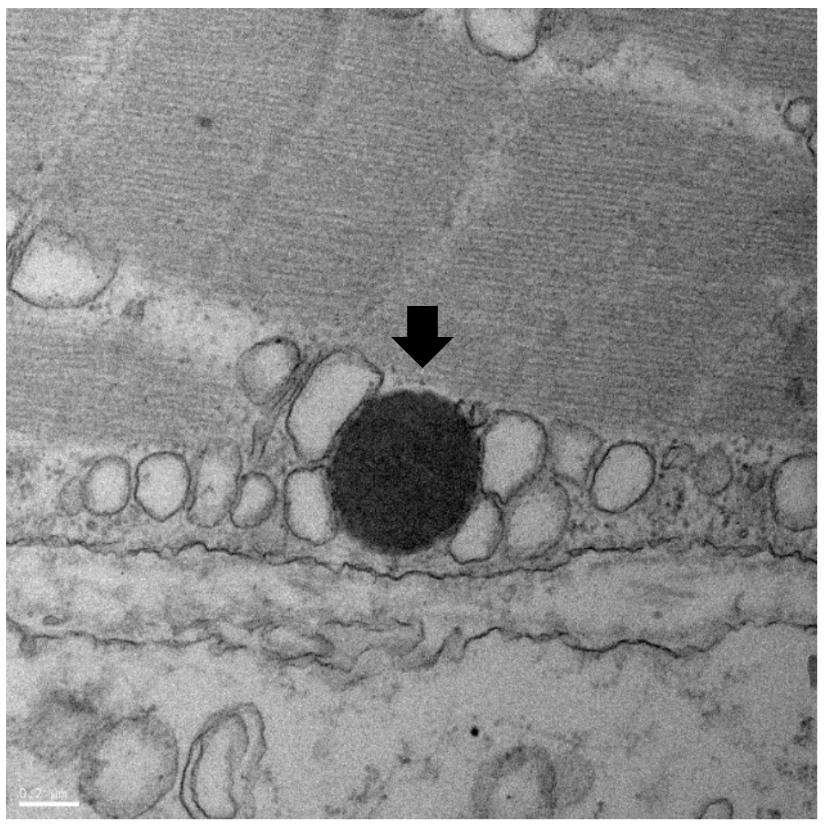 Microorganisms 07 00302 g004
