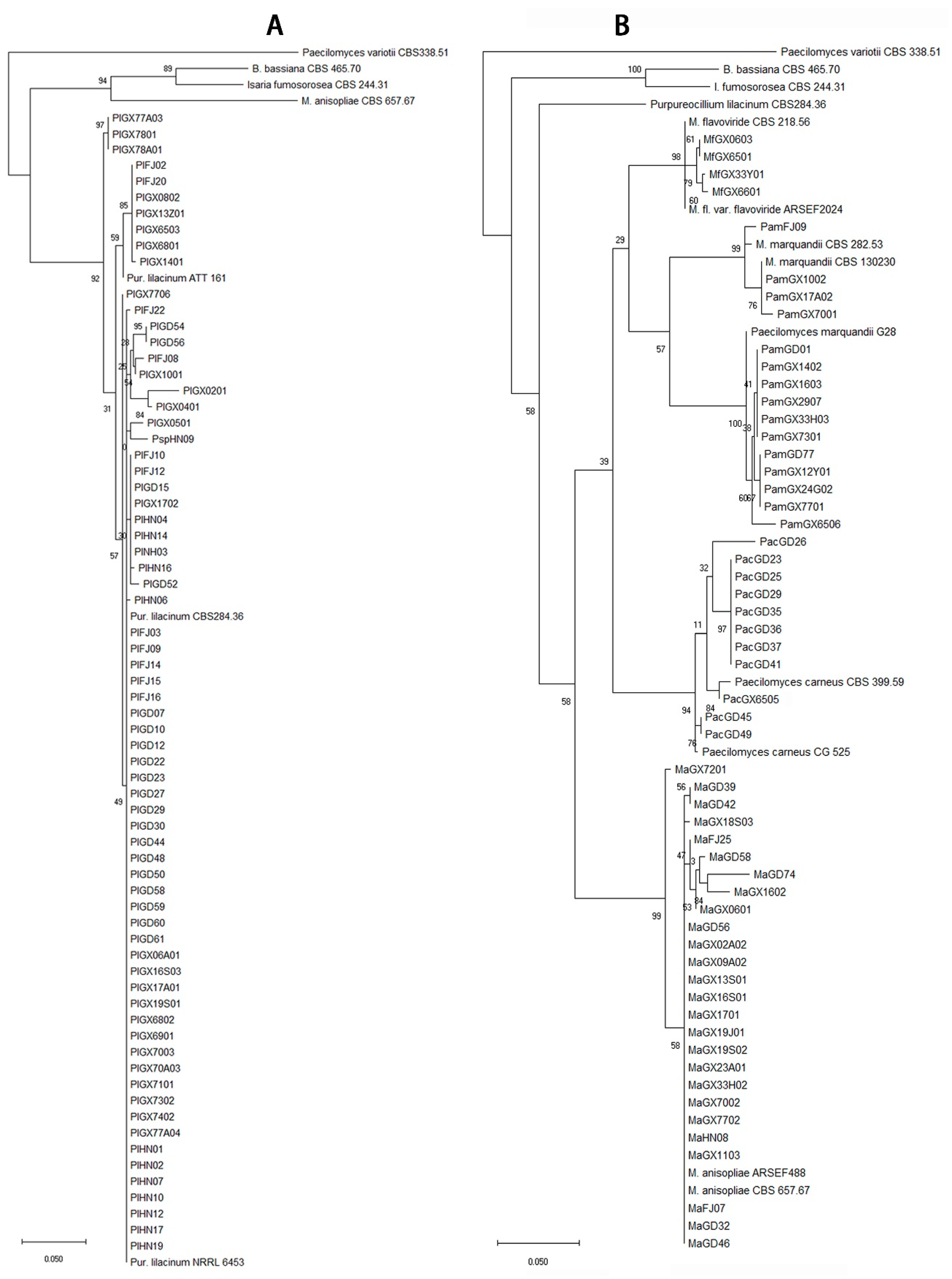 Microorganisms 07 00311 g002