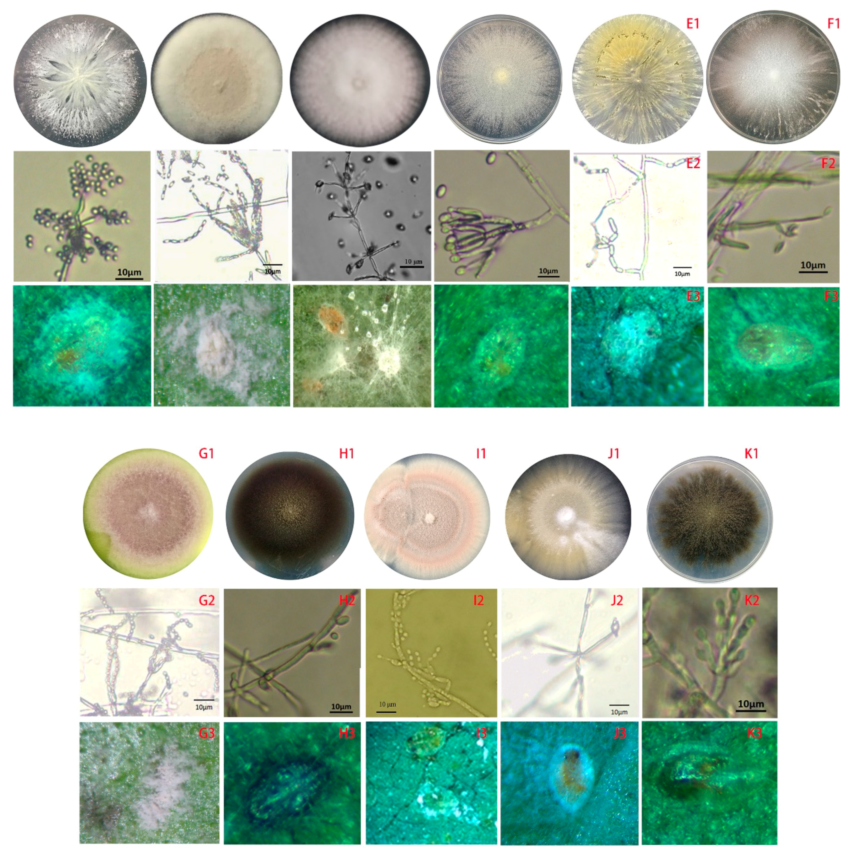 Microorganisms 07 00311 g005