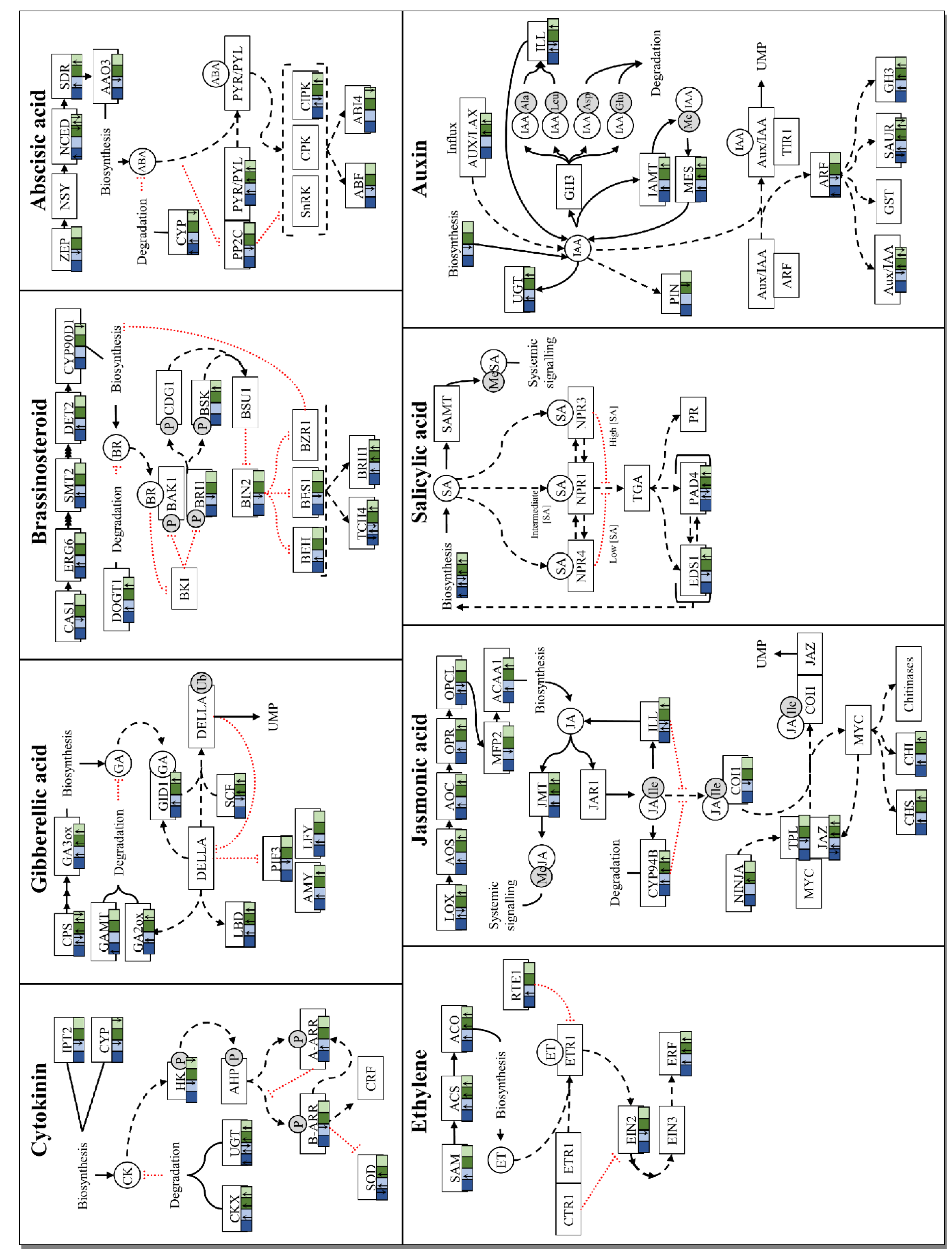 Microorganisms 07 00315 g002