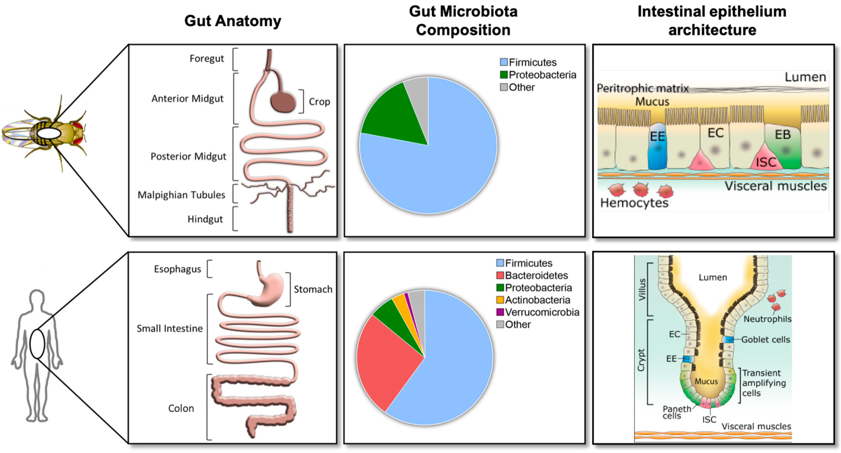 Microorganisms 07 00336 g002