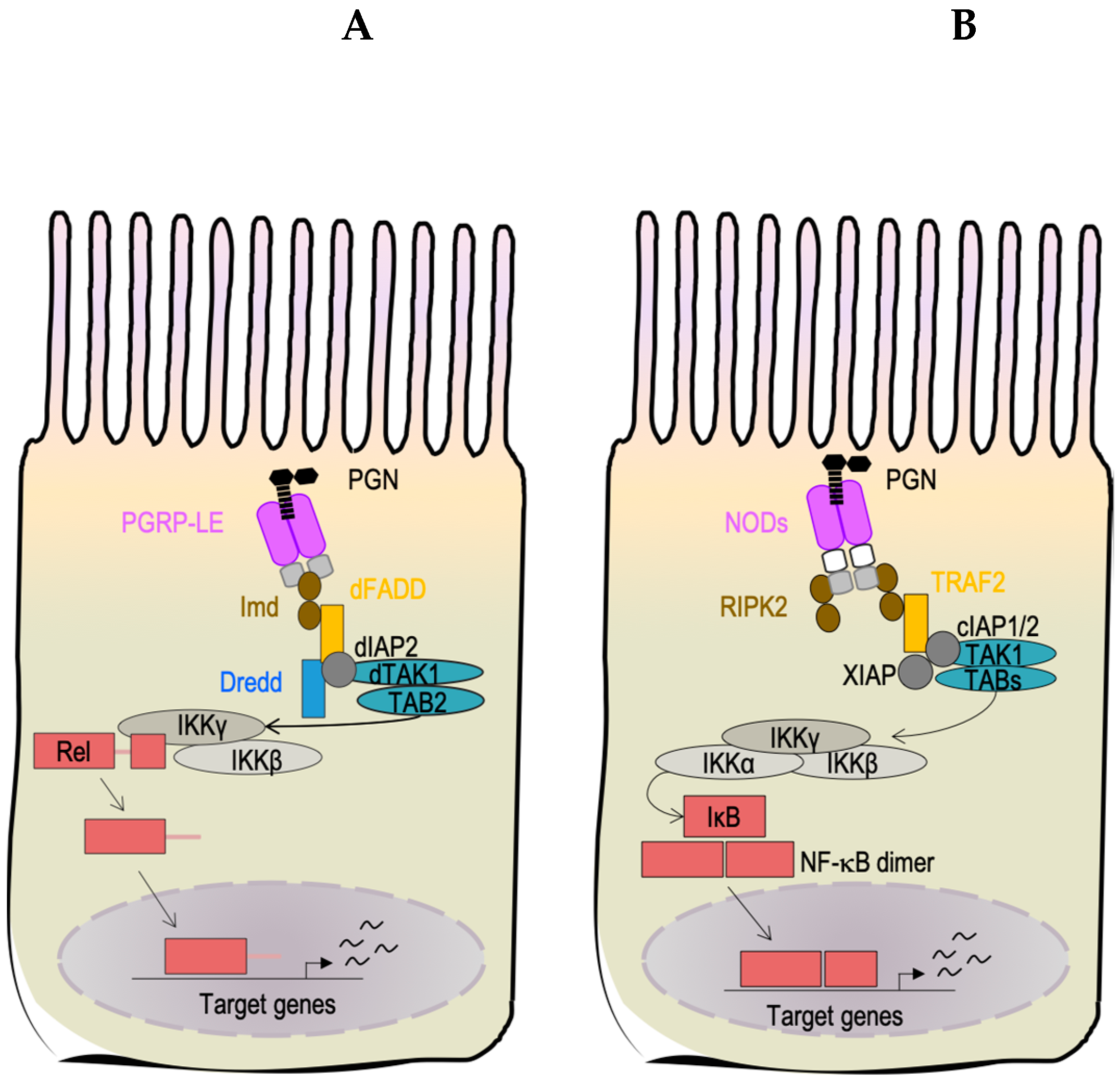 Microorganisms 07 00336 g003