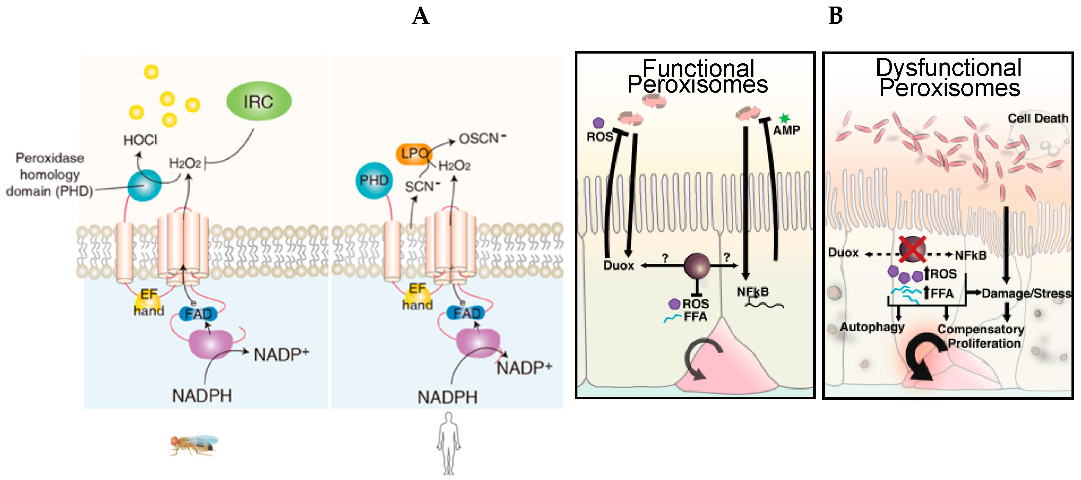 Microorganisms 07 00336 g004