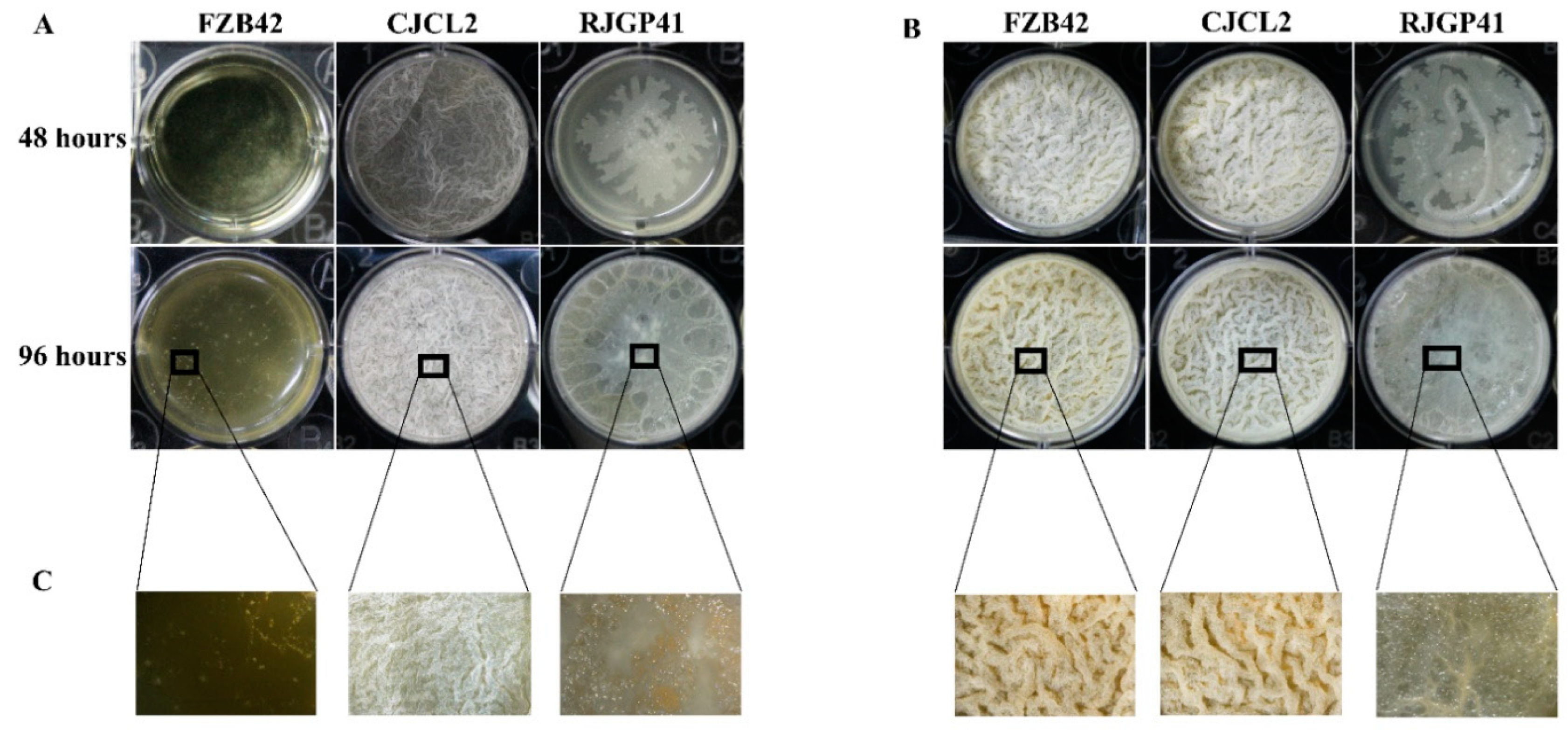Microorganisms 07 00337 g005 Microorganisms 07 00337 g005
