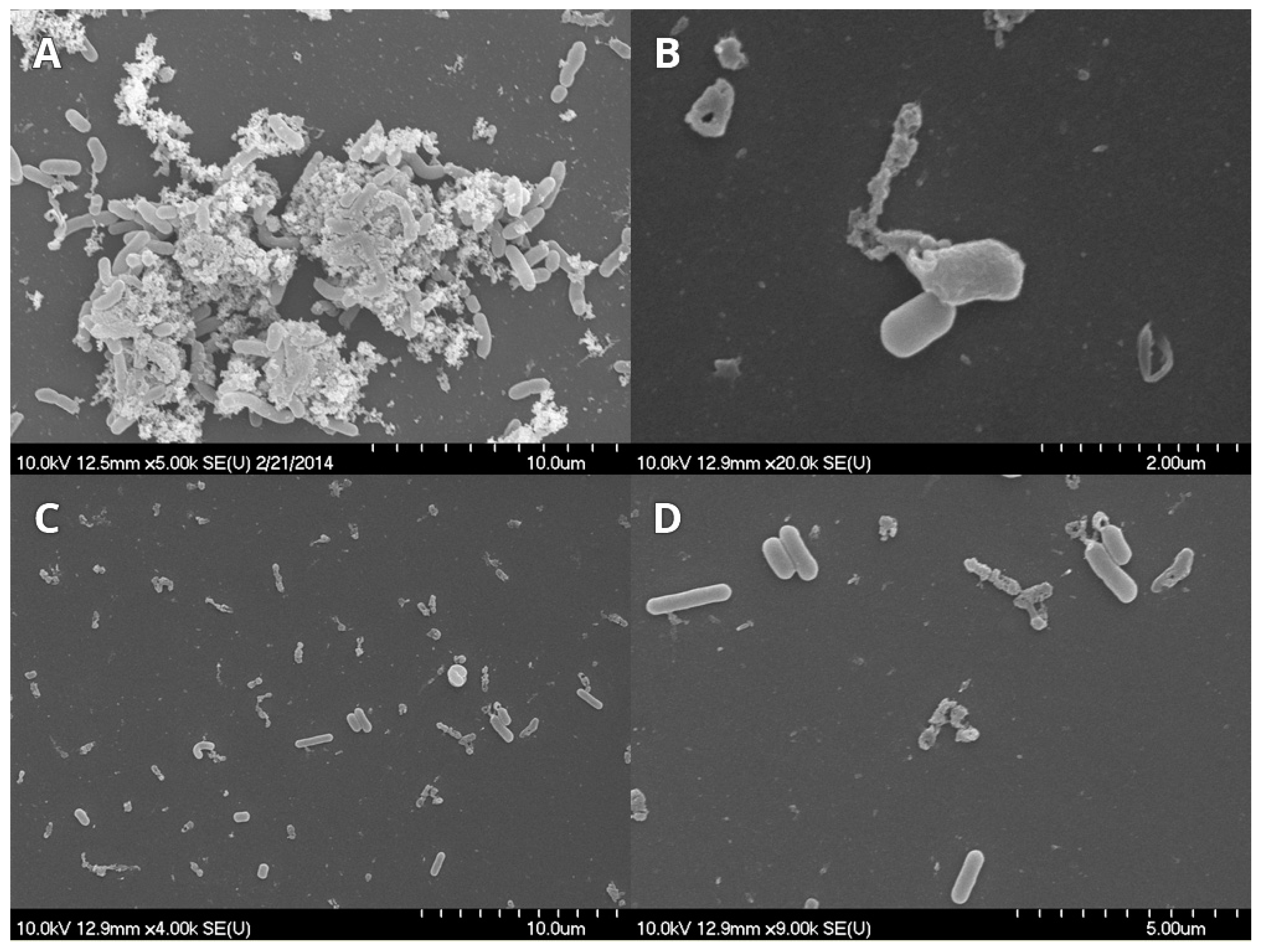 Microorganisms 07 00345 g004